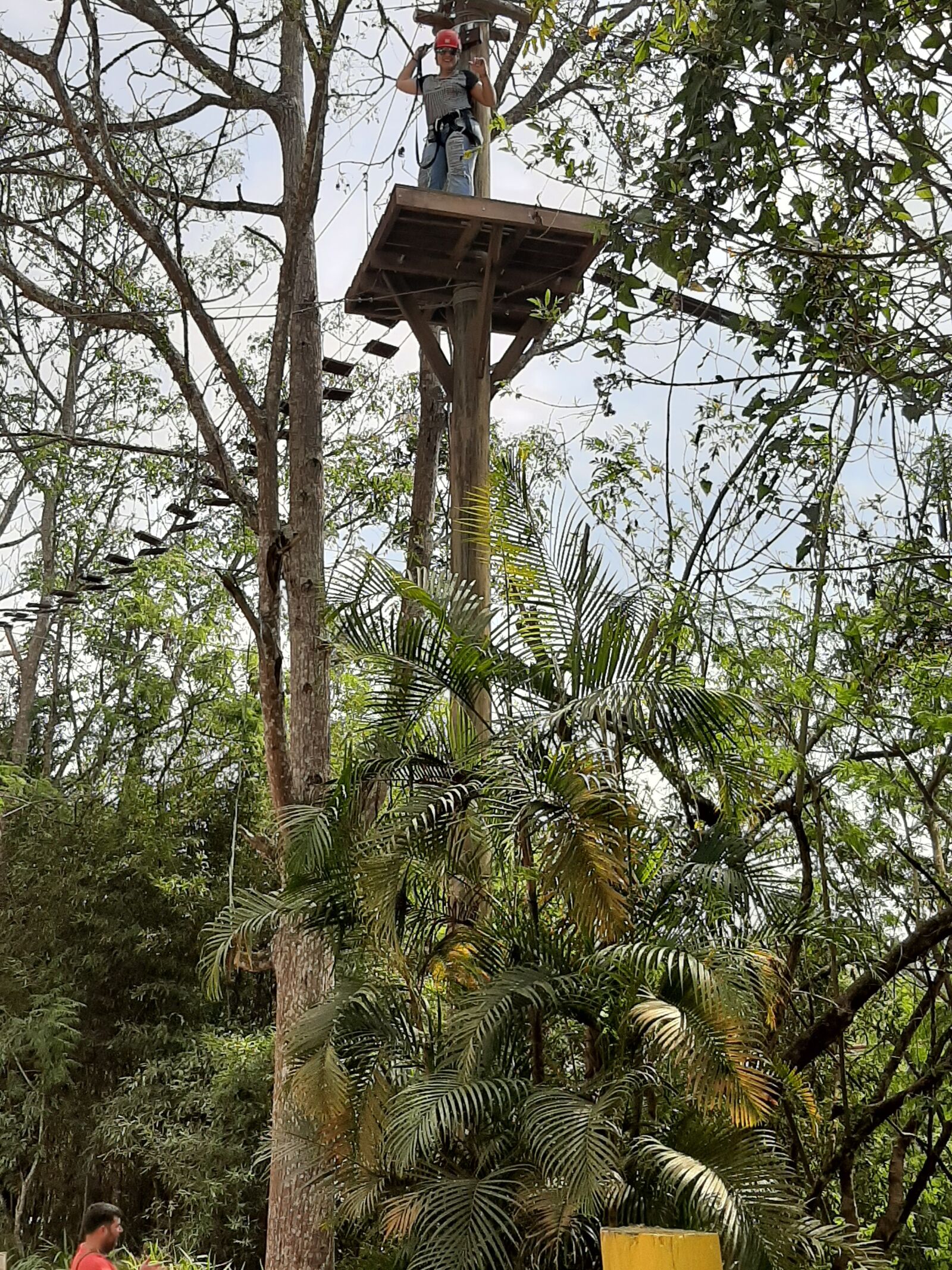 Samsung Galaxy A50 sample photo. Tree climbing, nature, tree photography