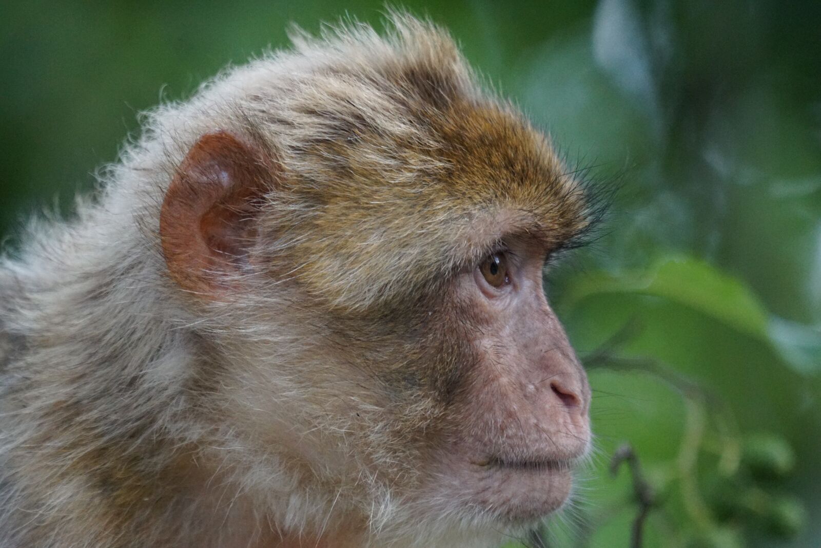Sony ILCA-77M2 + Sony 70-400mm F4-5.6 G SSM sample photo. Barbary ape, old world photography