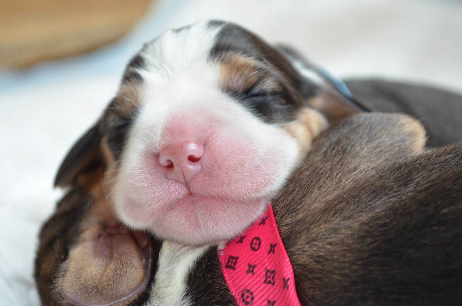 Nikon D5100 sample photo. Cute, dog, animal photography