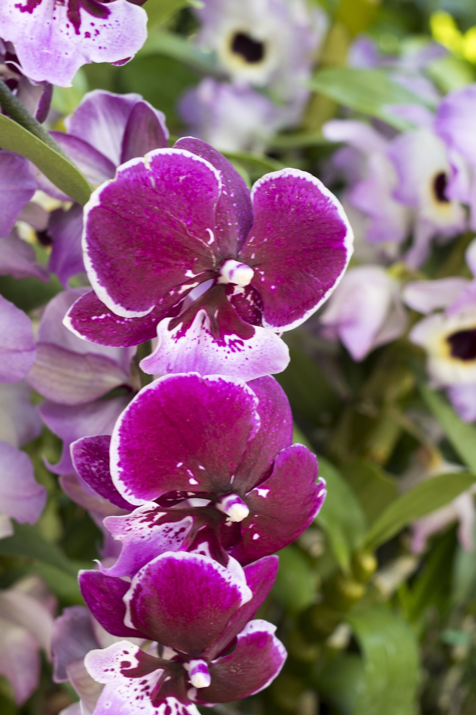 Nikon D7500 sample photo. Flower, flora, nature photography