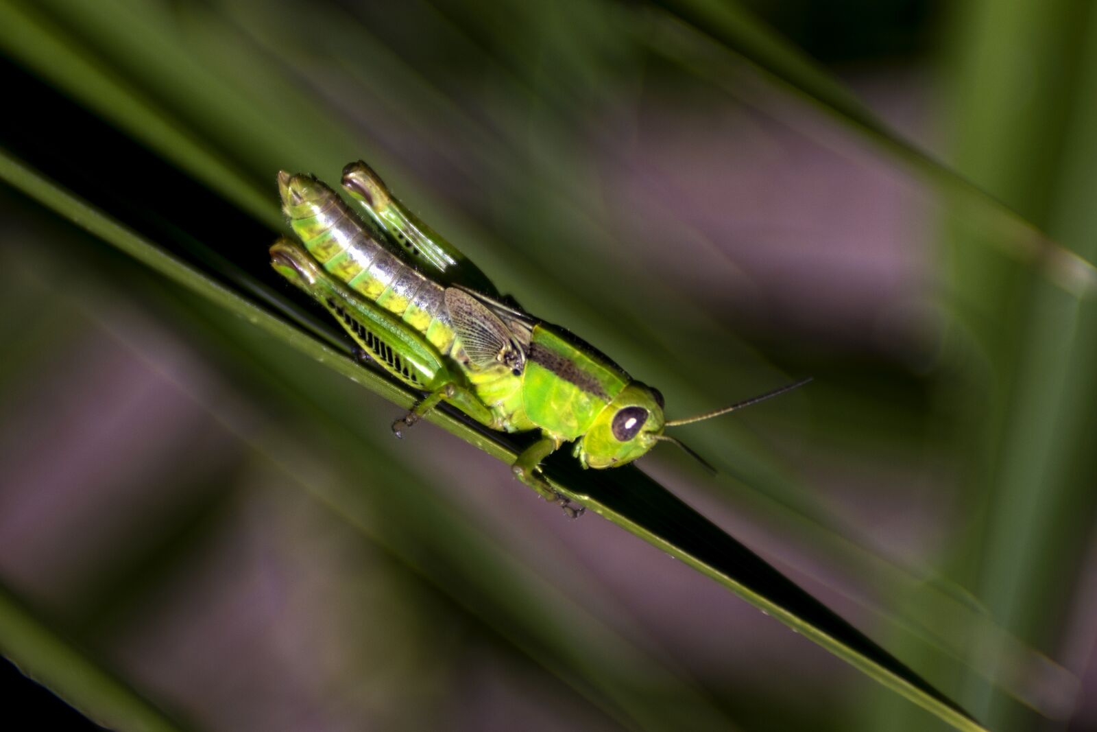 Canon EOS 80D sample photo. Cricket, insect, macro photography