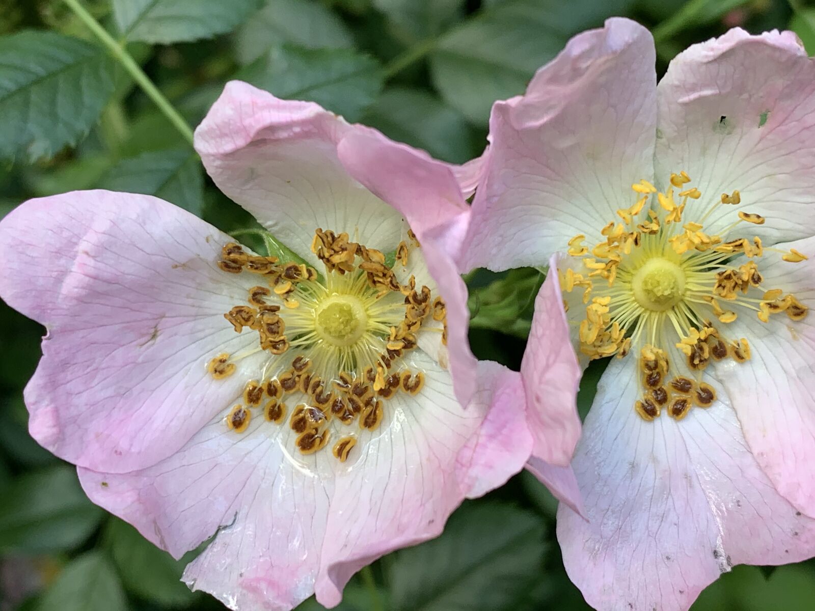 iPhone XS back dual camera 4.25mm f/1.8 sample photo. Dog rose, hedgerow, rose photography