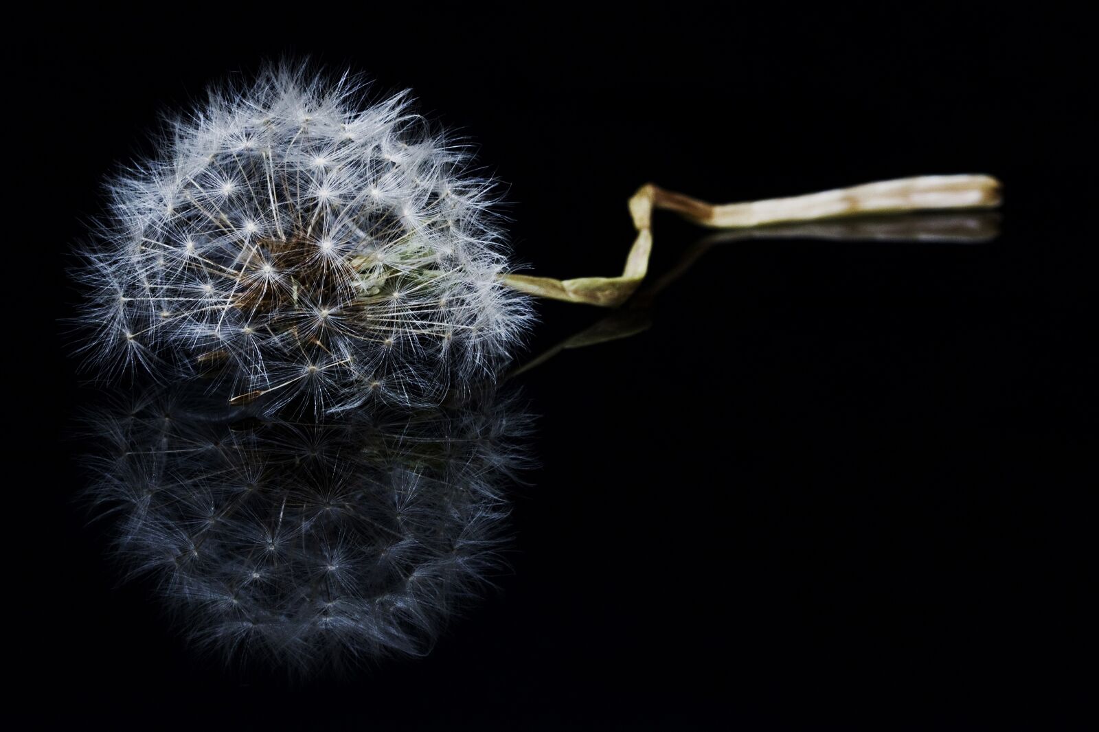 Canon EOS 760D (EOS Rebel T6s / EOS 8000D) sample photo. Flower, macro, dandelion photography