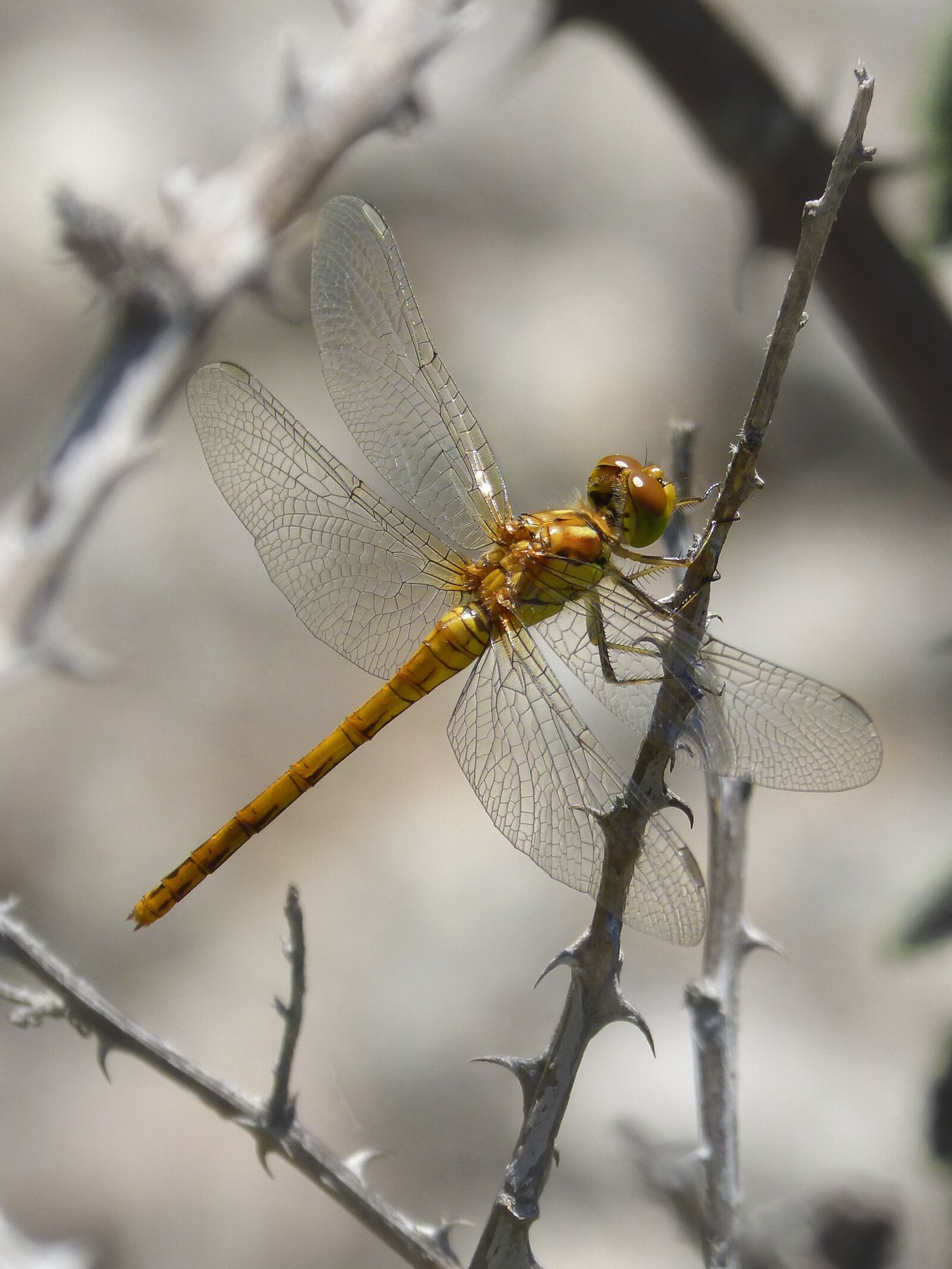 Panasonic DMC-FZ62 sample photo. Dragonfly, golden dragonfly, insect photography