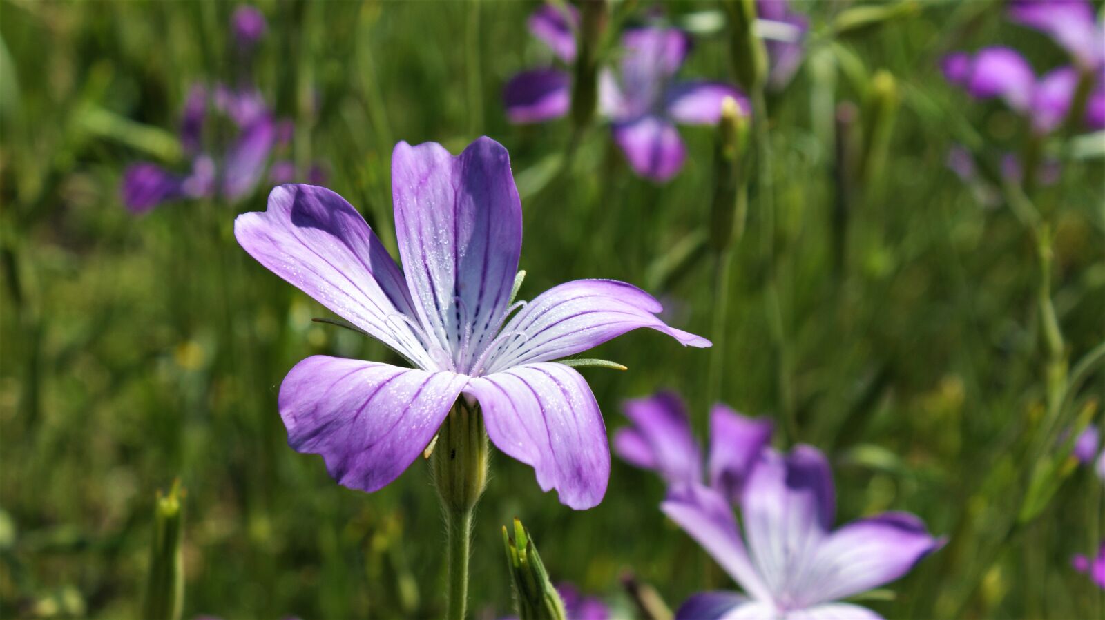 Sony Alpha DSLR-A350 sample photo. Lilac, flower, petals photography