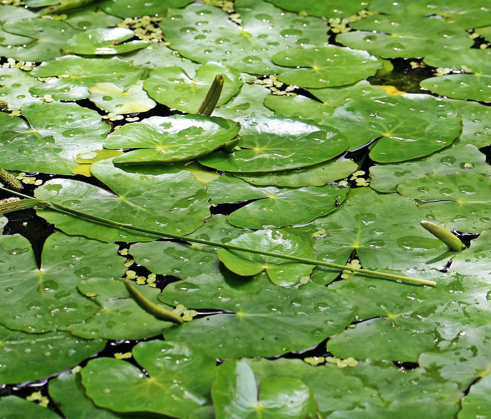 Canon EOS 550D (EOS Rebel T2i / EOS Kiss X4) sample photo. Lily pad, leaves, pond photography