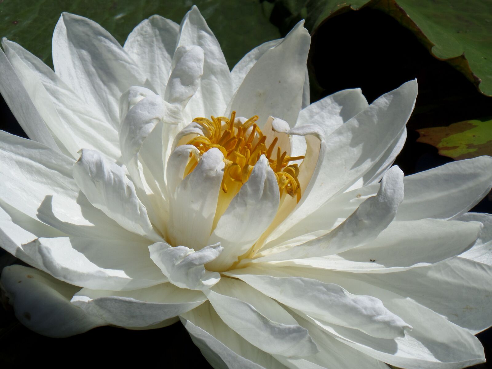 Samsung WB800F sample photo. White flower, water lily photography