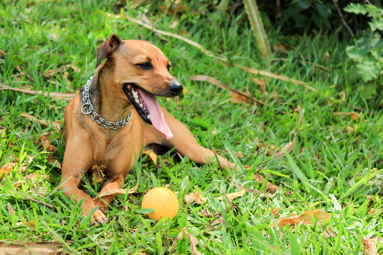 Canon EOS 1200D (EOS Rebel T5 / EOS Kiss X70 / EOS Hi) sample photo. Dog, pet, game photography