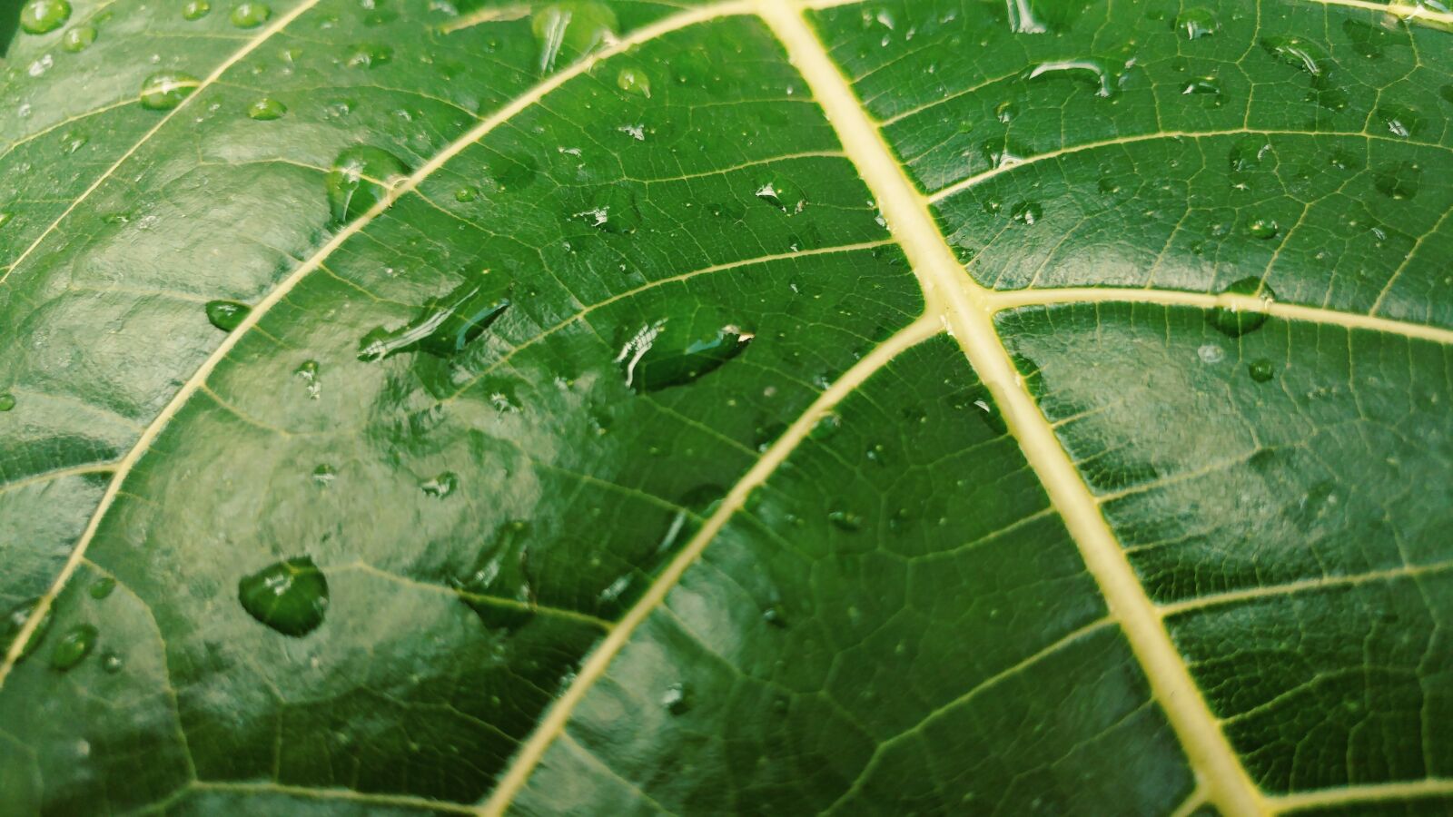 LG G5 sample photo. Green leaf, green, leaf photography