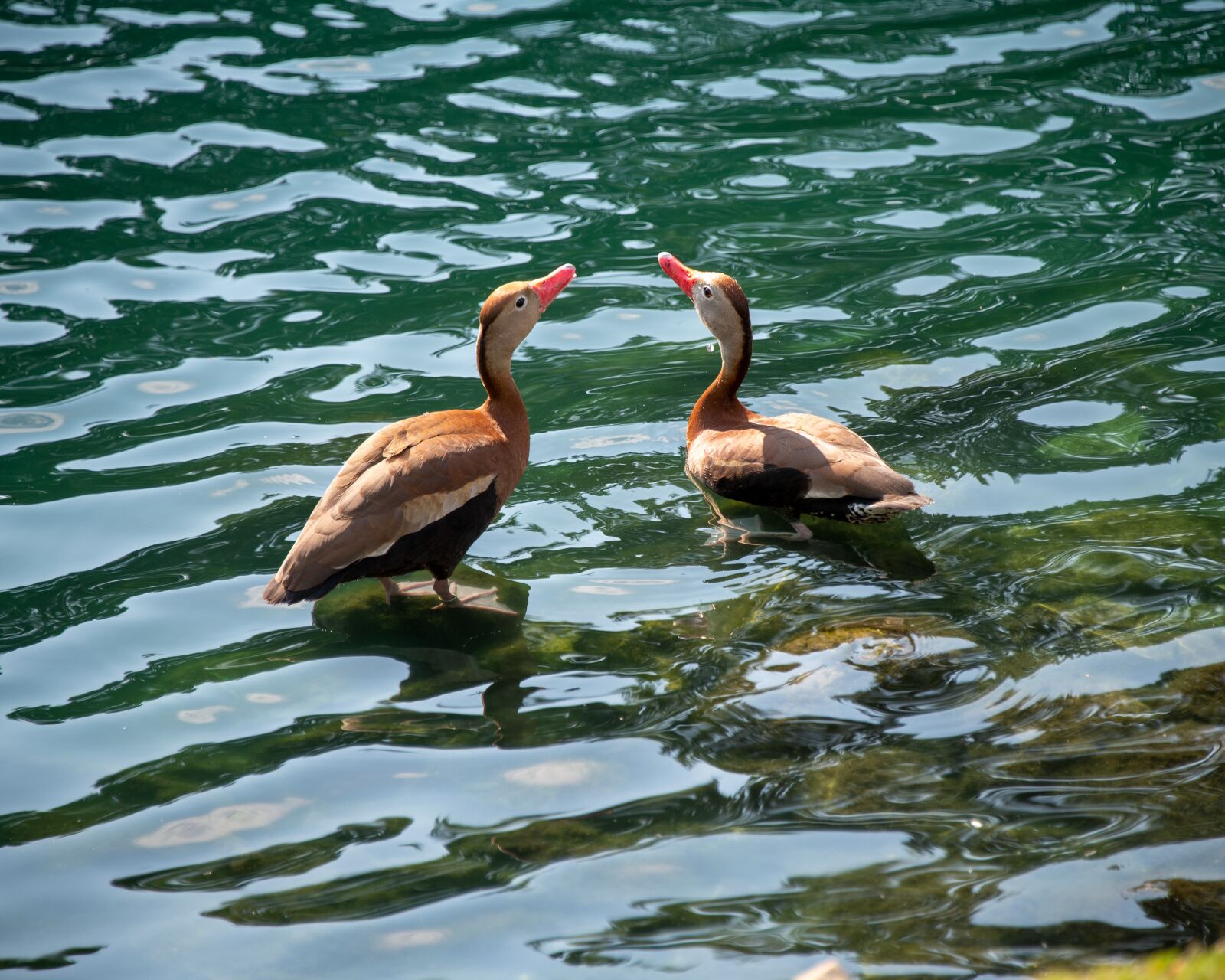 Nikon D850 sample photo. Duck, black-bellied whistling duck photography
