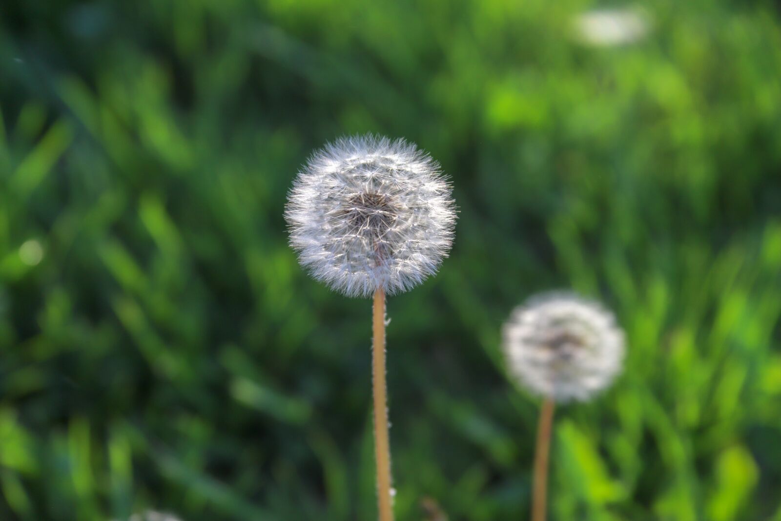 Canon EOS 6D Mark II + Canon EF 28-135mm F3.5-5.6 IS USM sample photo. Dandelion, flower, seed photography
