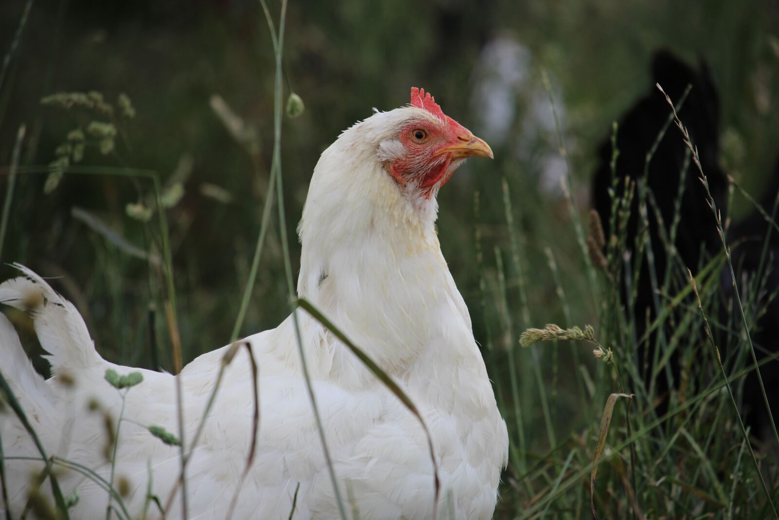 Canon EOS 700D (EOS Rebel T5i / EOS Kiss X7i) + Canon EF-S 55-250mm F4-5.6 IS STM sample photo. White, hen, grass photography