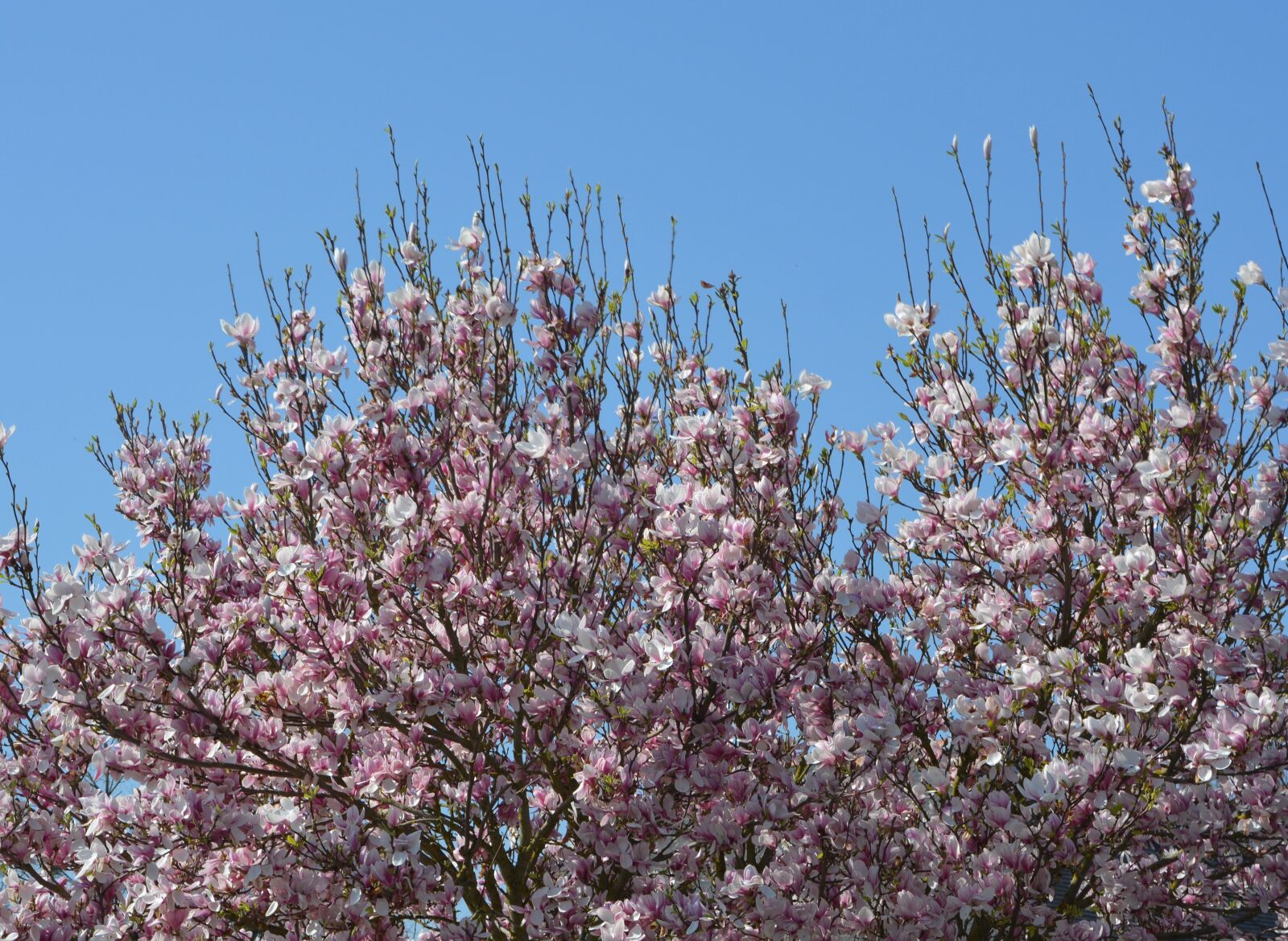 Nikon D5200 sample photo. Flowers, shrub, pink flowers photography