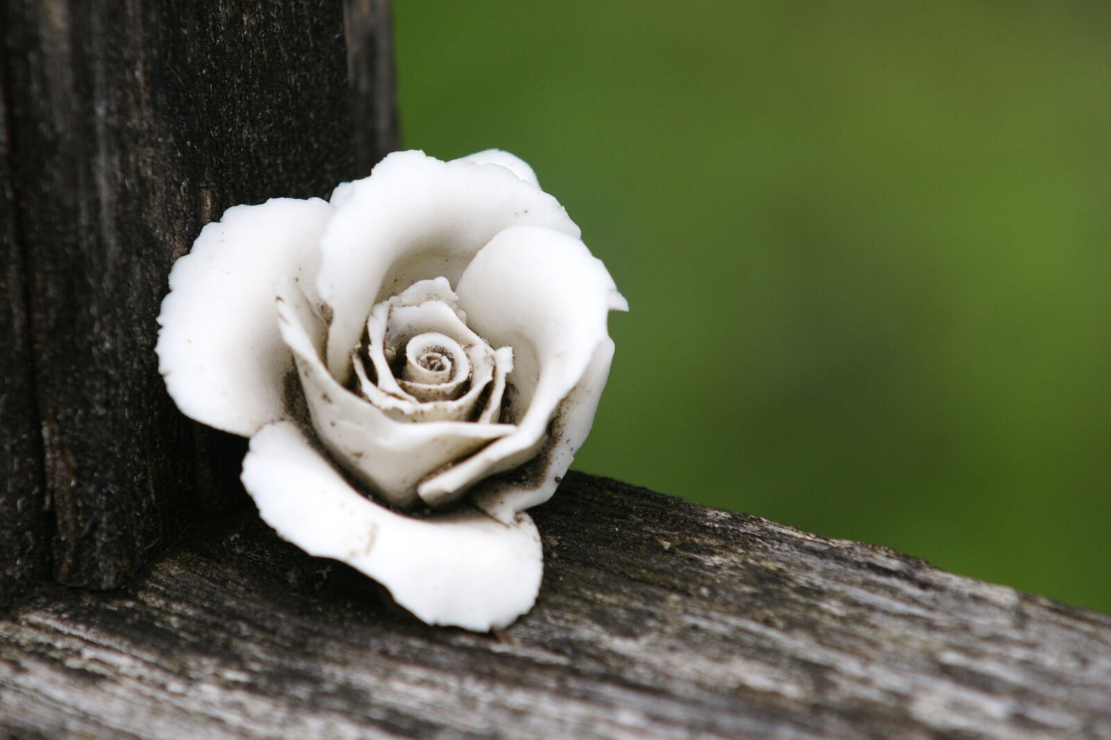 Sony Alpha DSLR-A700 sample photo. Rose, grave supplement, blossom photography