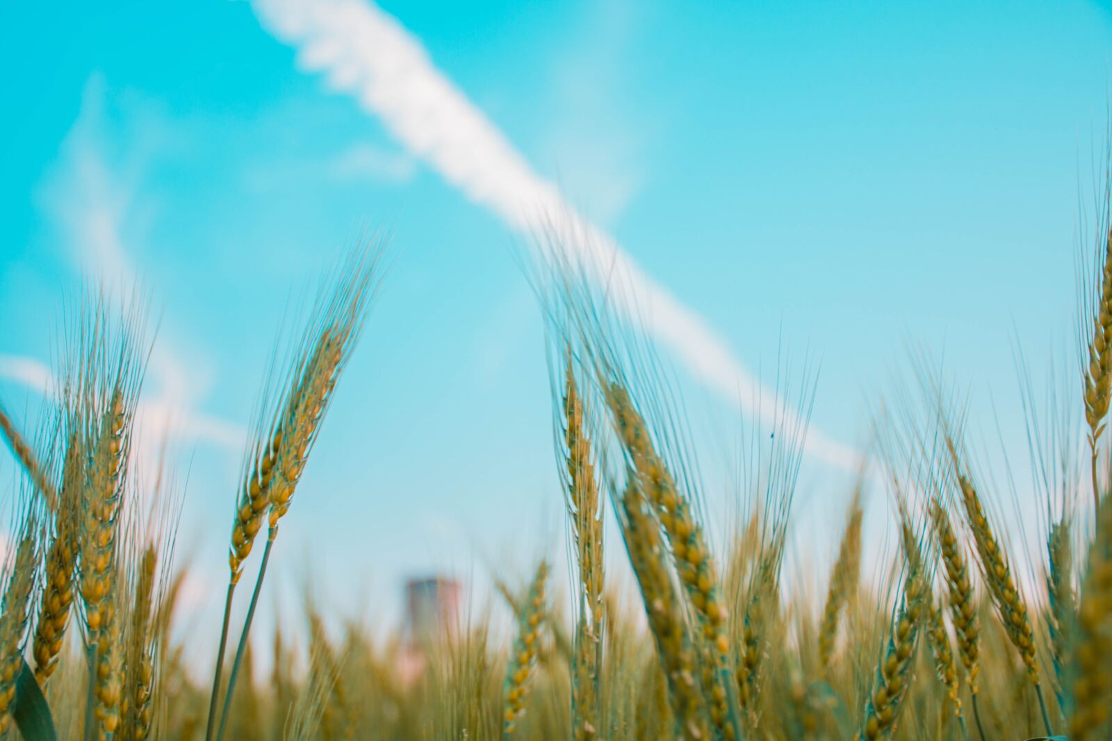 Nikon D7200 sample photo. Cereal, sky, agriculture photography