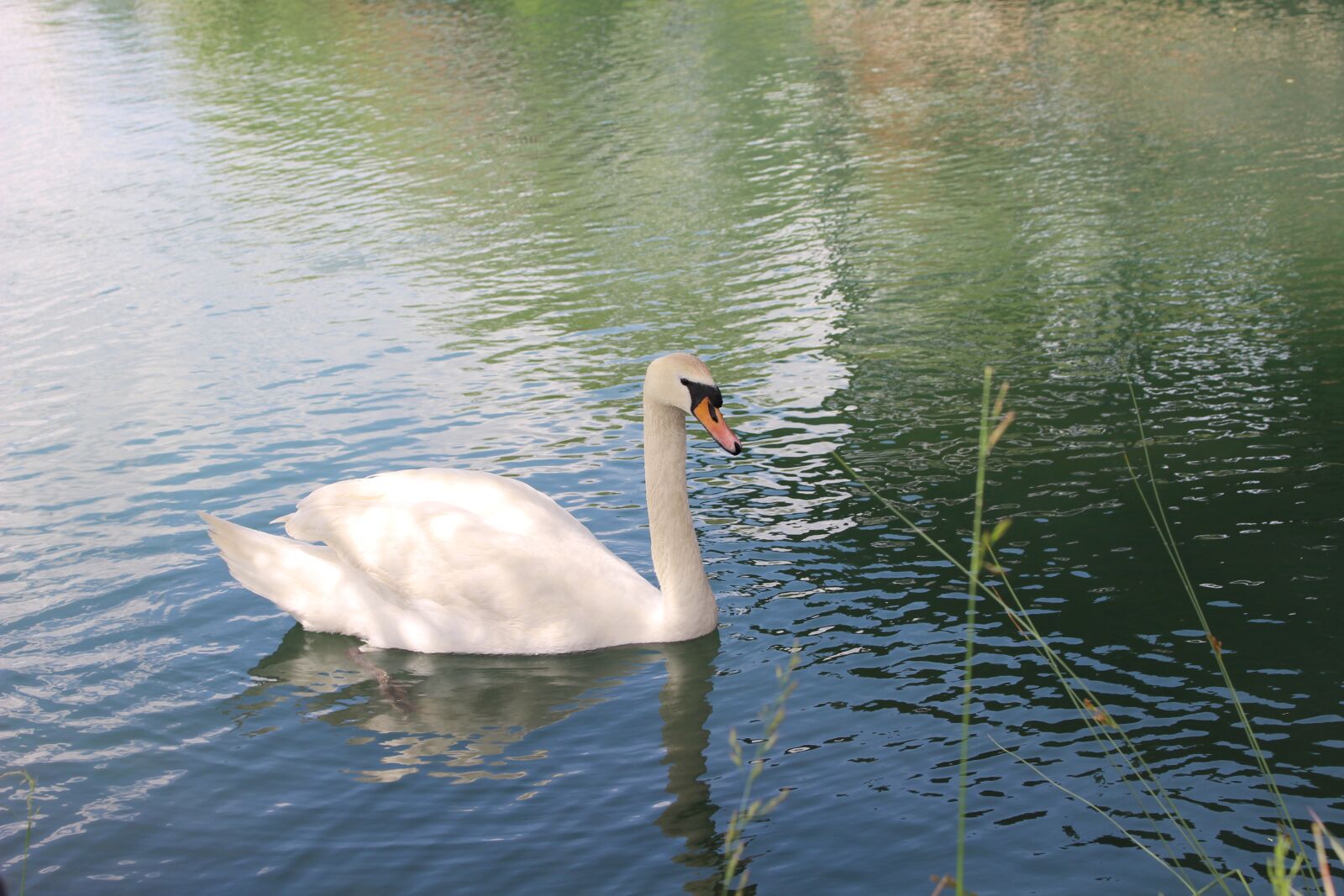 Canon EOS 100D (EOS Rebel SL1 / EOS Kiss X7) + Canon EF-S 18-55mm F3.5-5.6 IS STM sample photo. Swan, nature, be photography