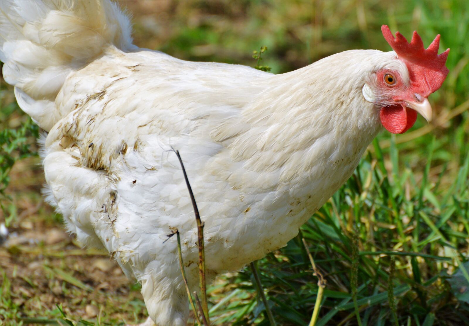 Nikon D3200 sample photo. Chicken, hen, poultry photography
