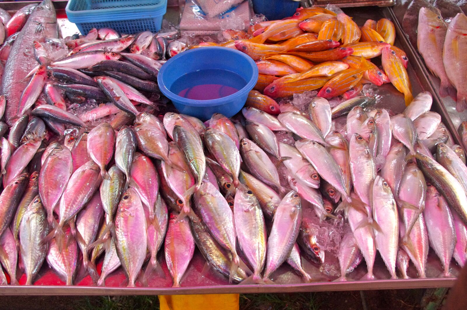 Pentax K-r sample photo. Thailand-market, fish, fresh fish photography