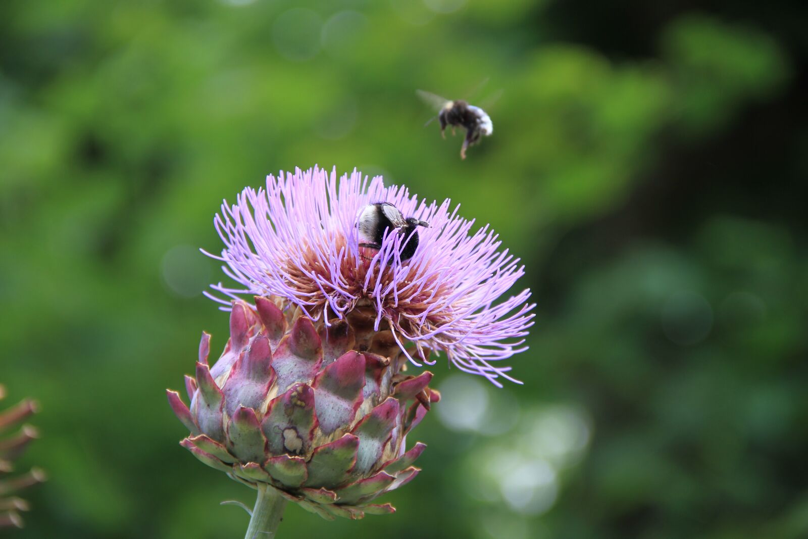Canon EOS 7D sample photo. Medicinal plant, nature, garden photography