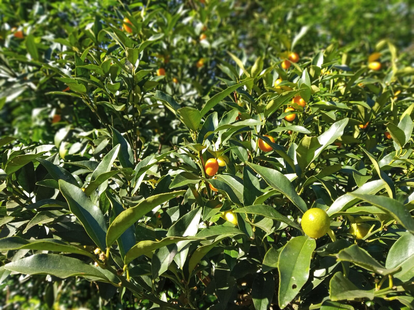 Xiaomi Redmi 6 sample photo. Kumquat, tree, fruit photography