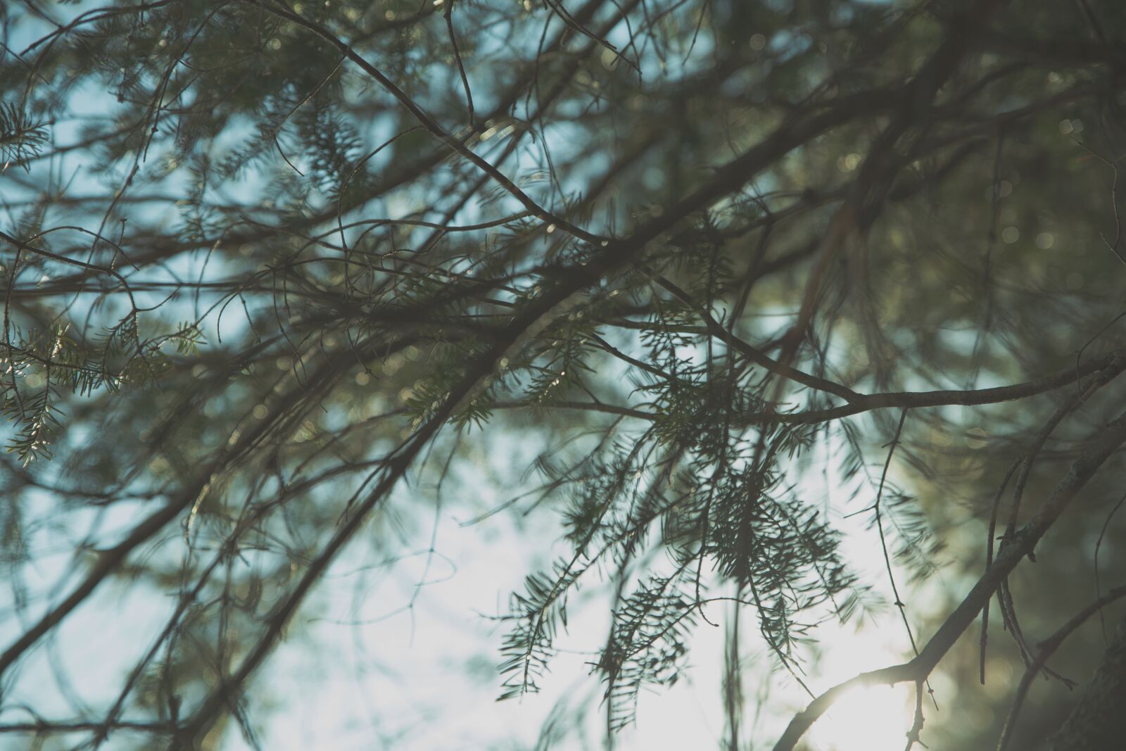 Canon EOS 5D Mark III sample photo. Branches, leaves, nature photography