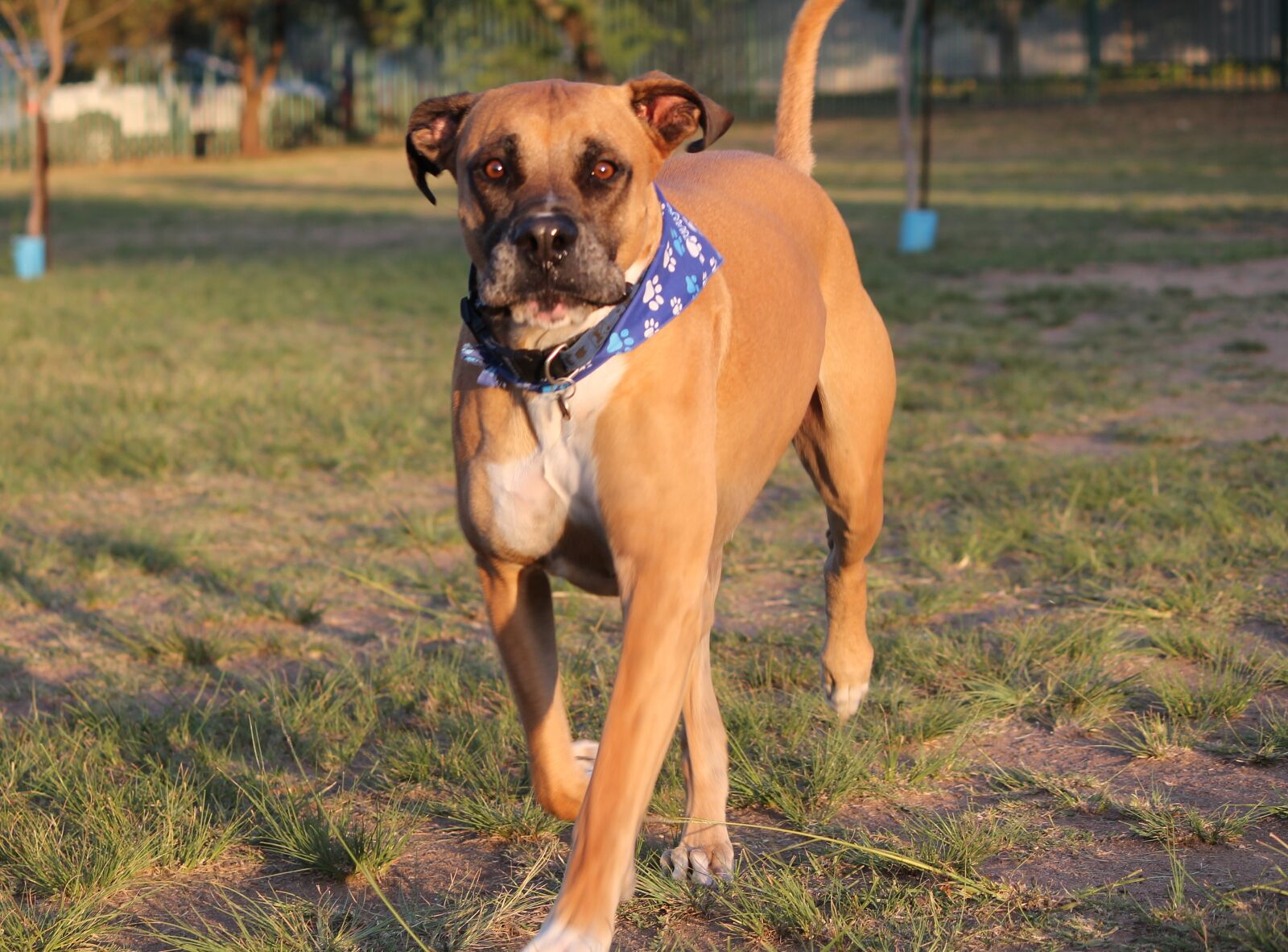 Canon EOS 1100D (EOS Rebel T3 / EOS Kiss X50) sample photo. Dogs, bullmastiff, walk photography