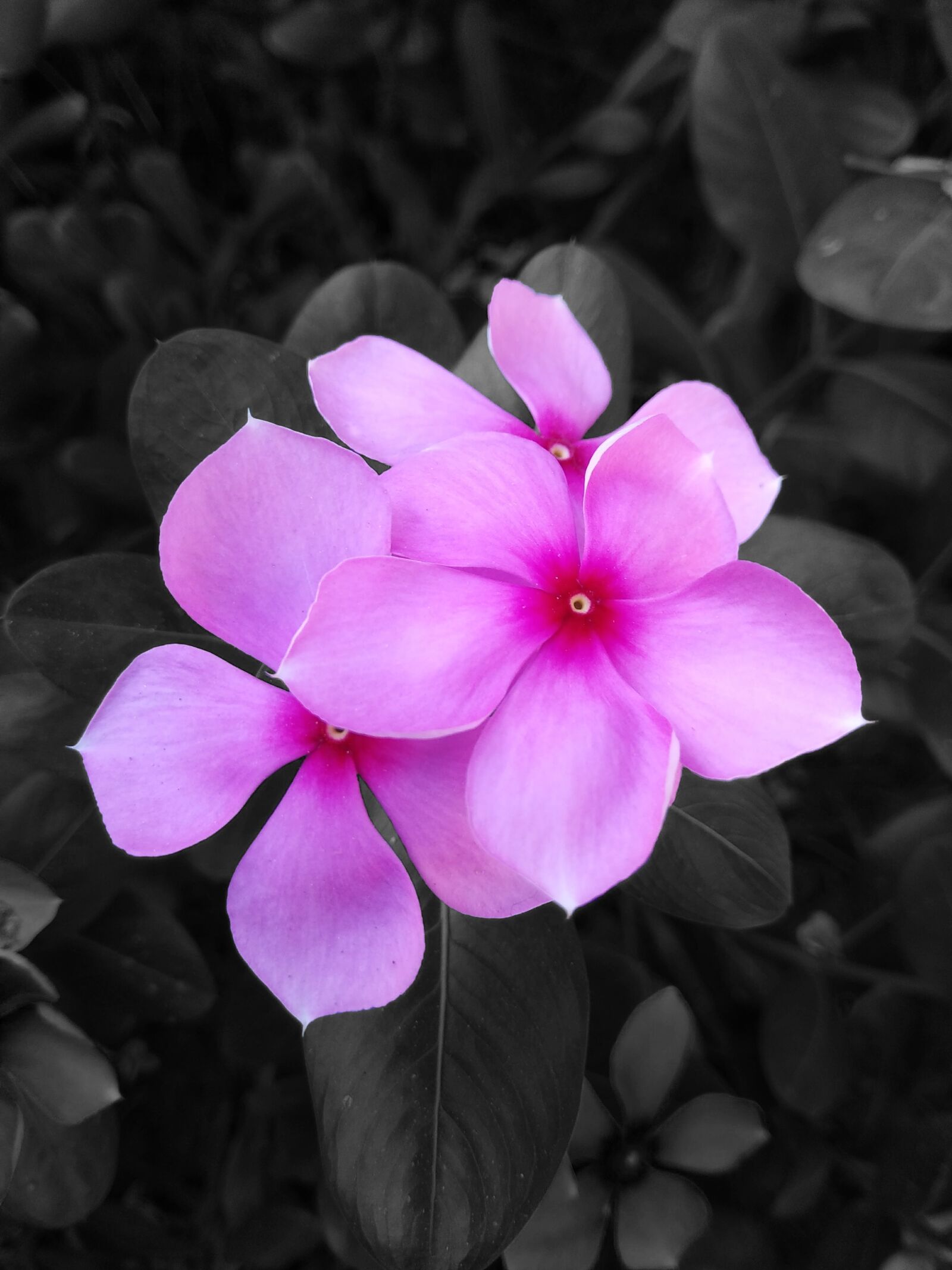 Xiaomi Redmi Note 4 sample photo. Catharanthus roseus, flower, black photography