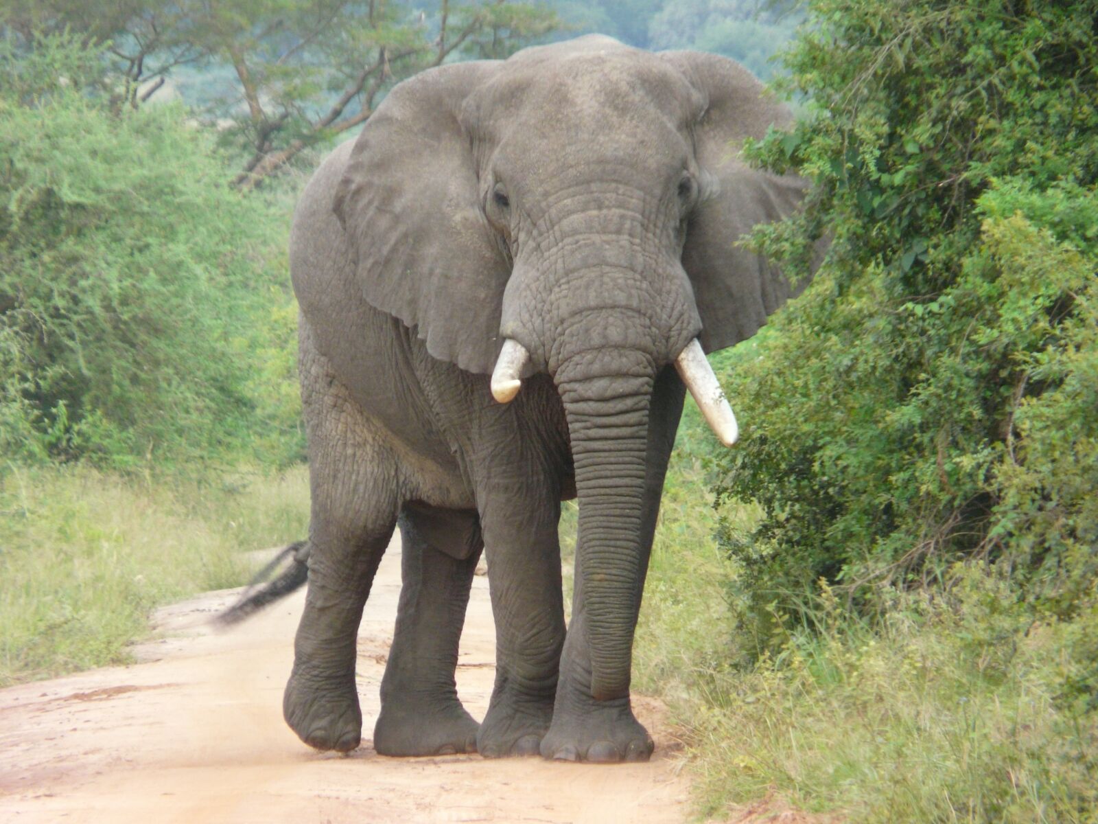 Panasonic DMC-FZ18 sample photo. Elephant, africa, conservation photography