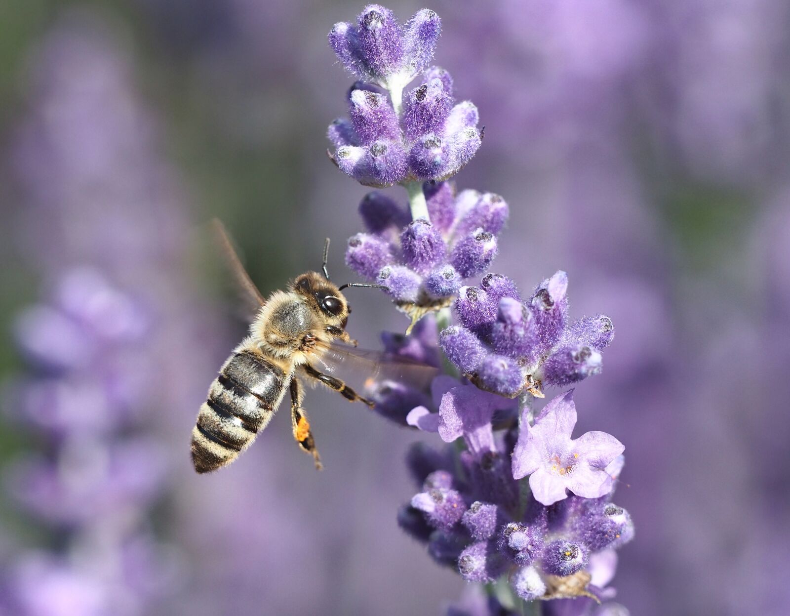 Olympus OM-D E-M5 II + Olympus M.Zuiko Digital ED 40-150mm F2.8 Pro sample photo. Bee, lavender, insect photography