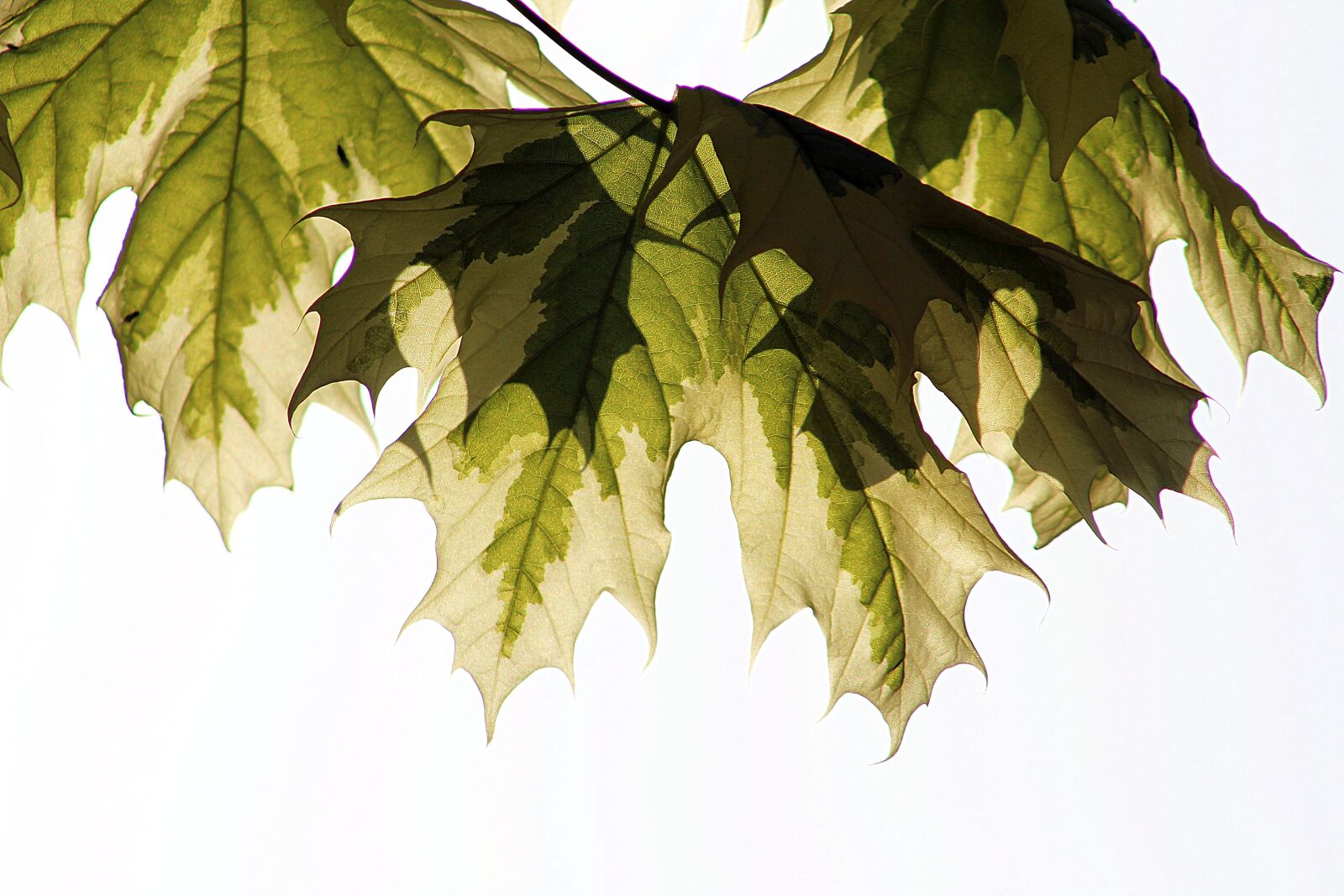 Canon EF75-300mm f/4-5.6 sample photo. Leaf, nature, flora photography