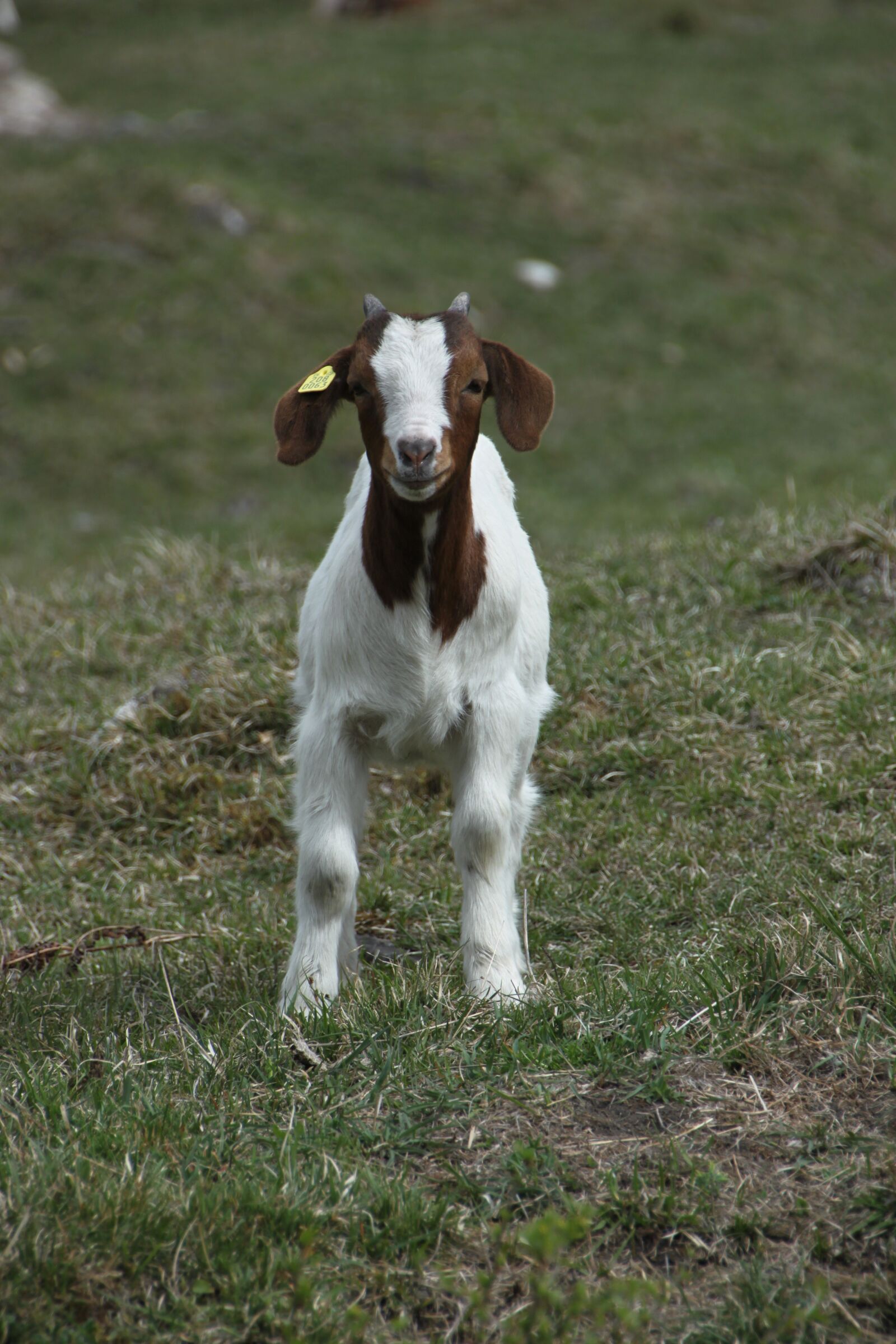 Canon EOS 500D (EOS Rebel T1i / EOS Kiss X3) sample photo. Goat, animal, kid photography