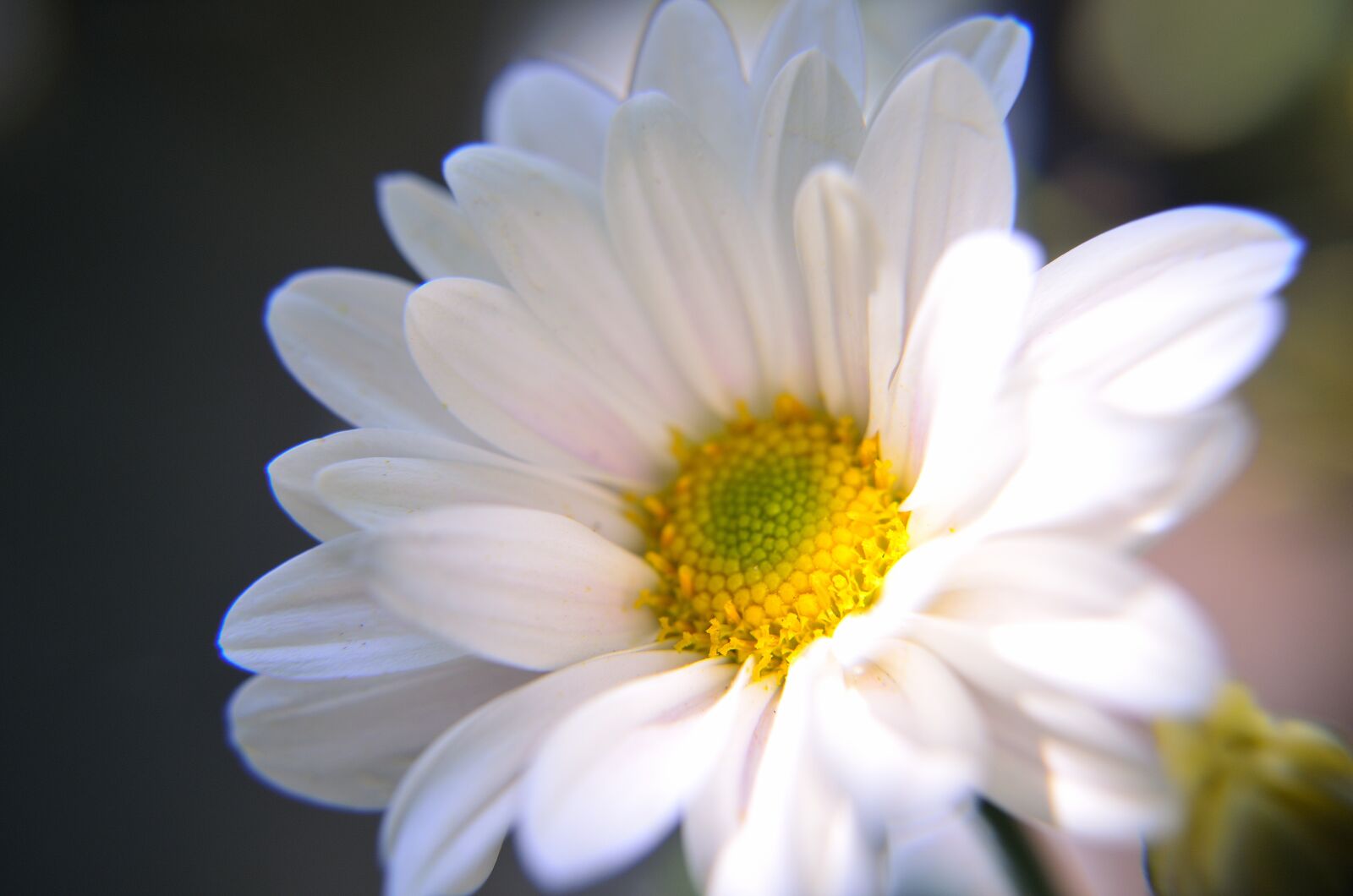 Nikon D5100 sample photo. Flora, nature, flower photography