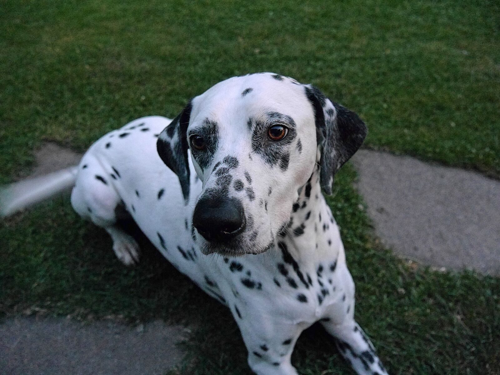 Panasonic Lumix DMC-G6 sample photo. Dog, dalmatians, white black photography