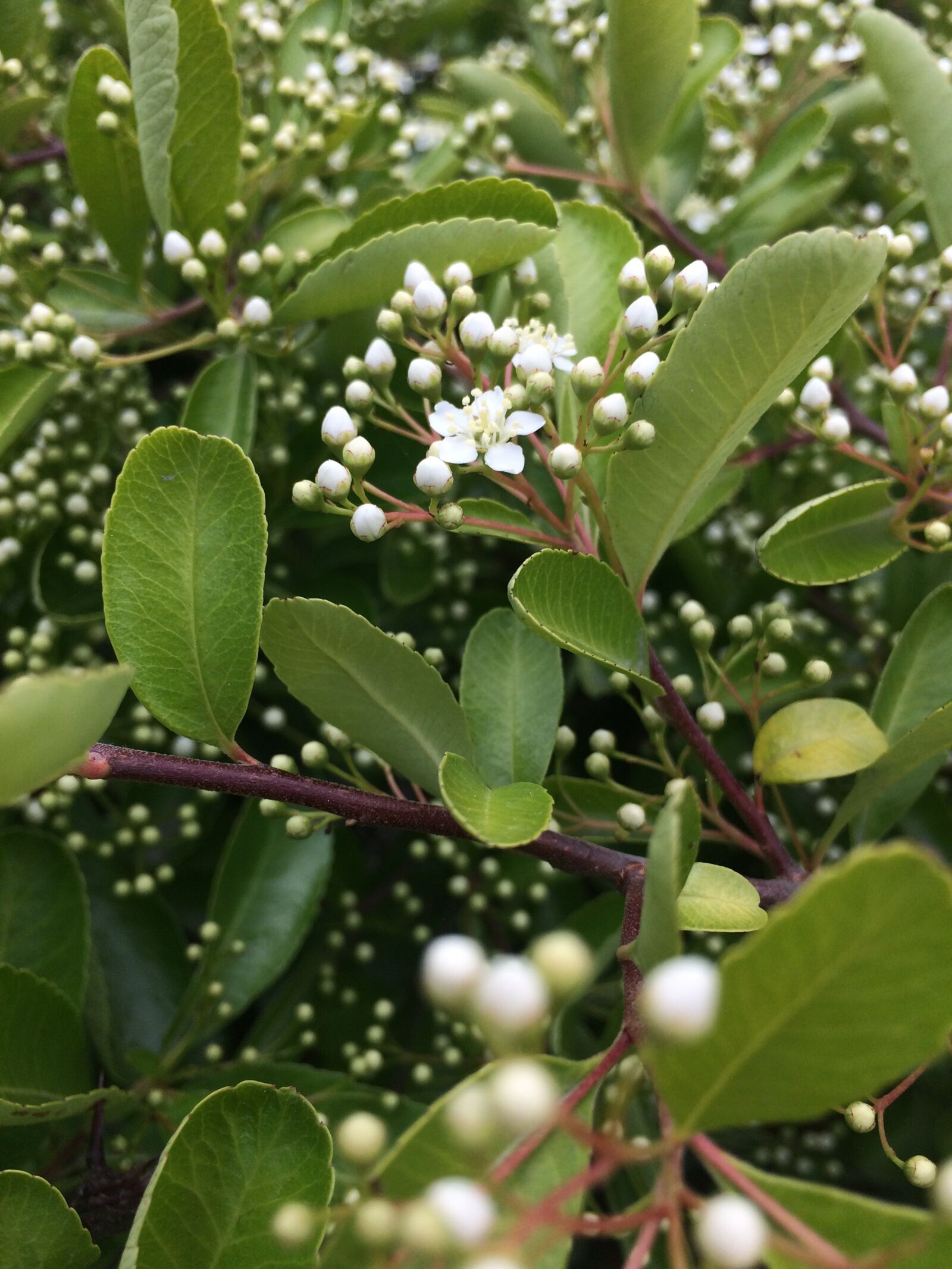 iPhone 5s back camera 4.15mm f/2.2 sample photo. Macro, white, flower photography