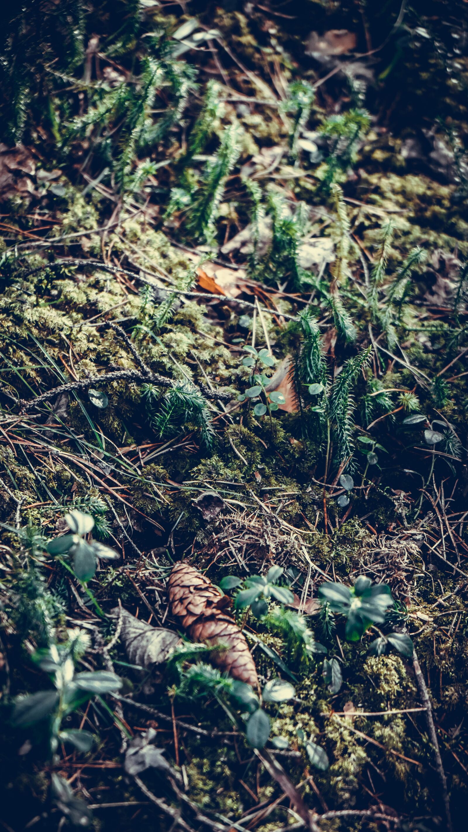 Sony a6000 + Sony Vario-Tessar T* E 16-70mm F4 ZA OSS sample photo. Forest, moss, cones photography