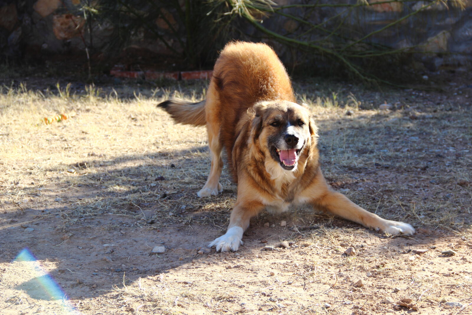 Canon EF-S 18-135mm F3.5-5.6 IS sample photo. Dog, mutt, playful, dog photography
