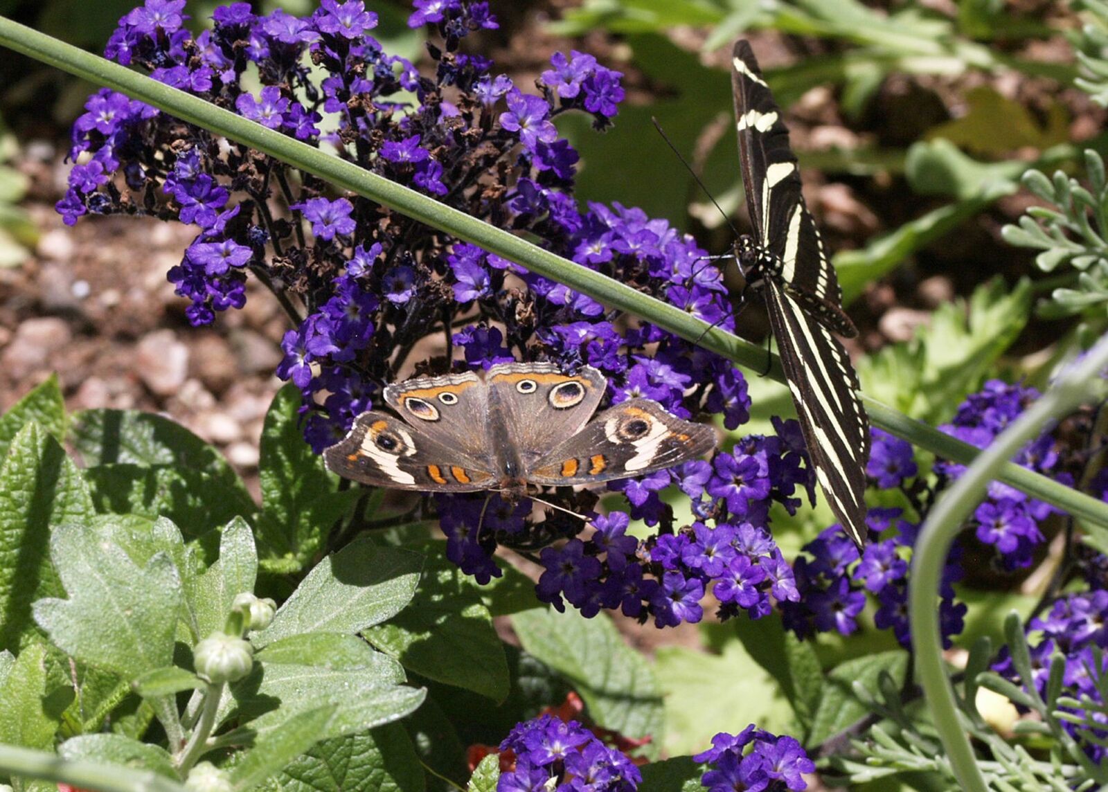 Olympus E-330 (EVOLT E-330) sample photo. Beautiful, butterflies, nature photography
