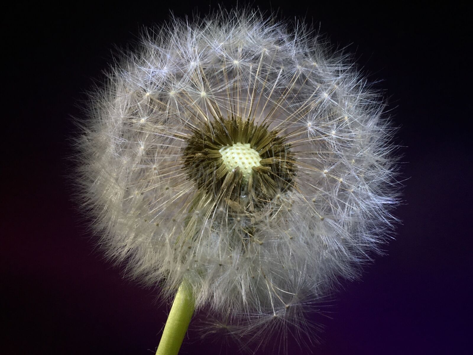 Apple iPhone 6s Plus sample photo. Dandelion, seeds, flower photography