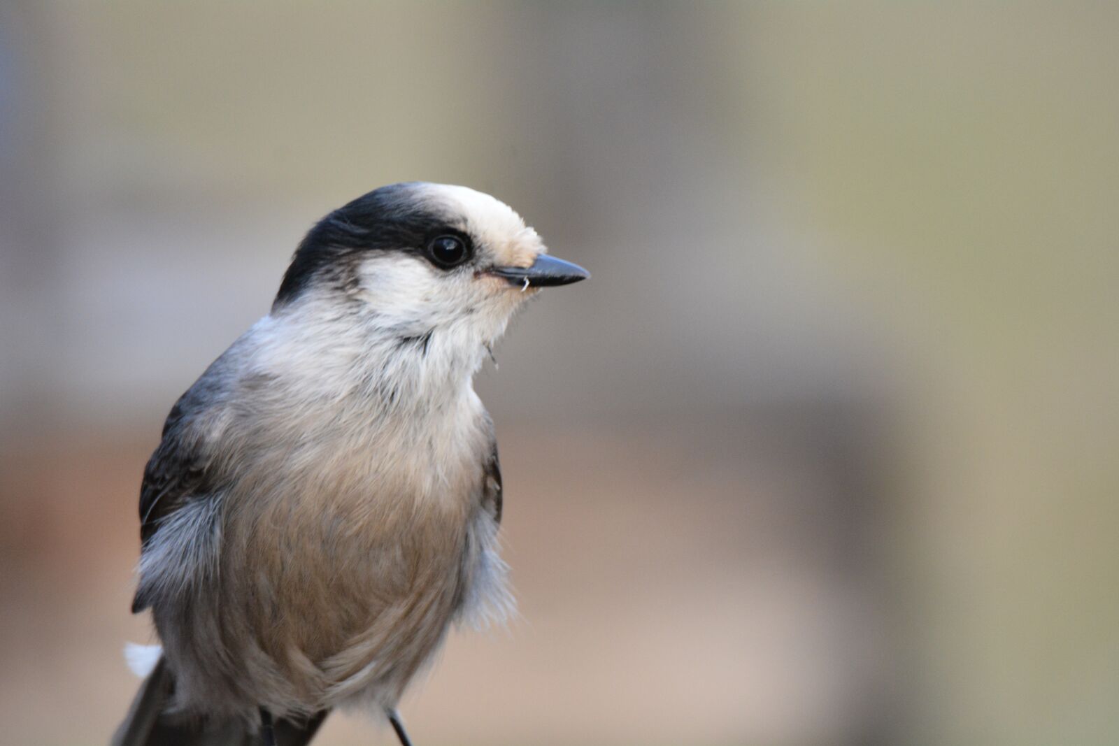 Nikon D7100 sample photo. Bird, blue, jay photography