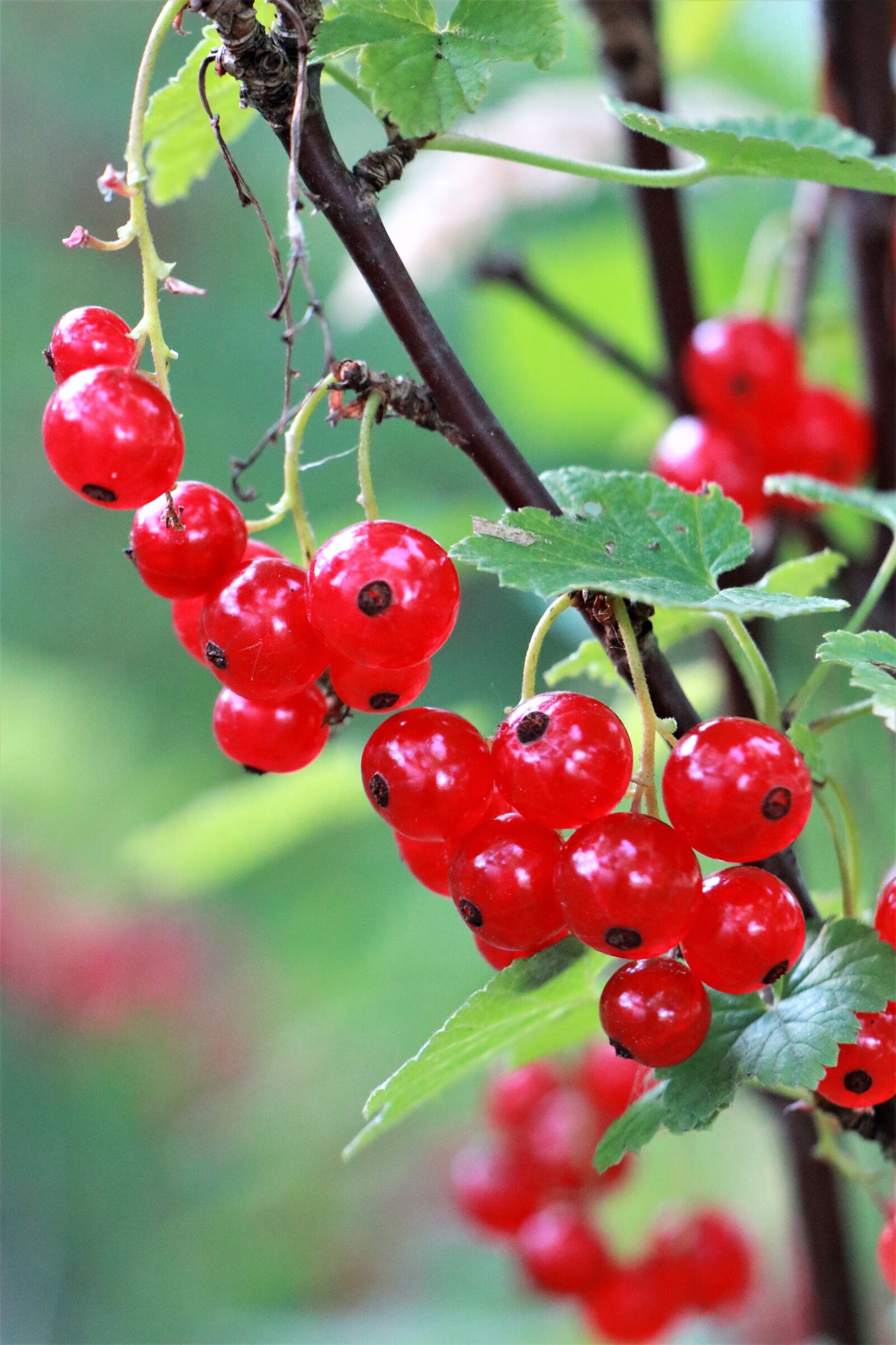 Canon EOS M6 sample photo. Red currant, fruit, currant photography