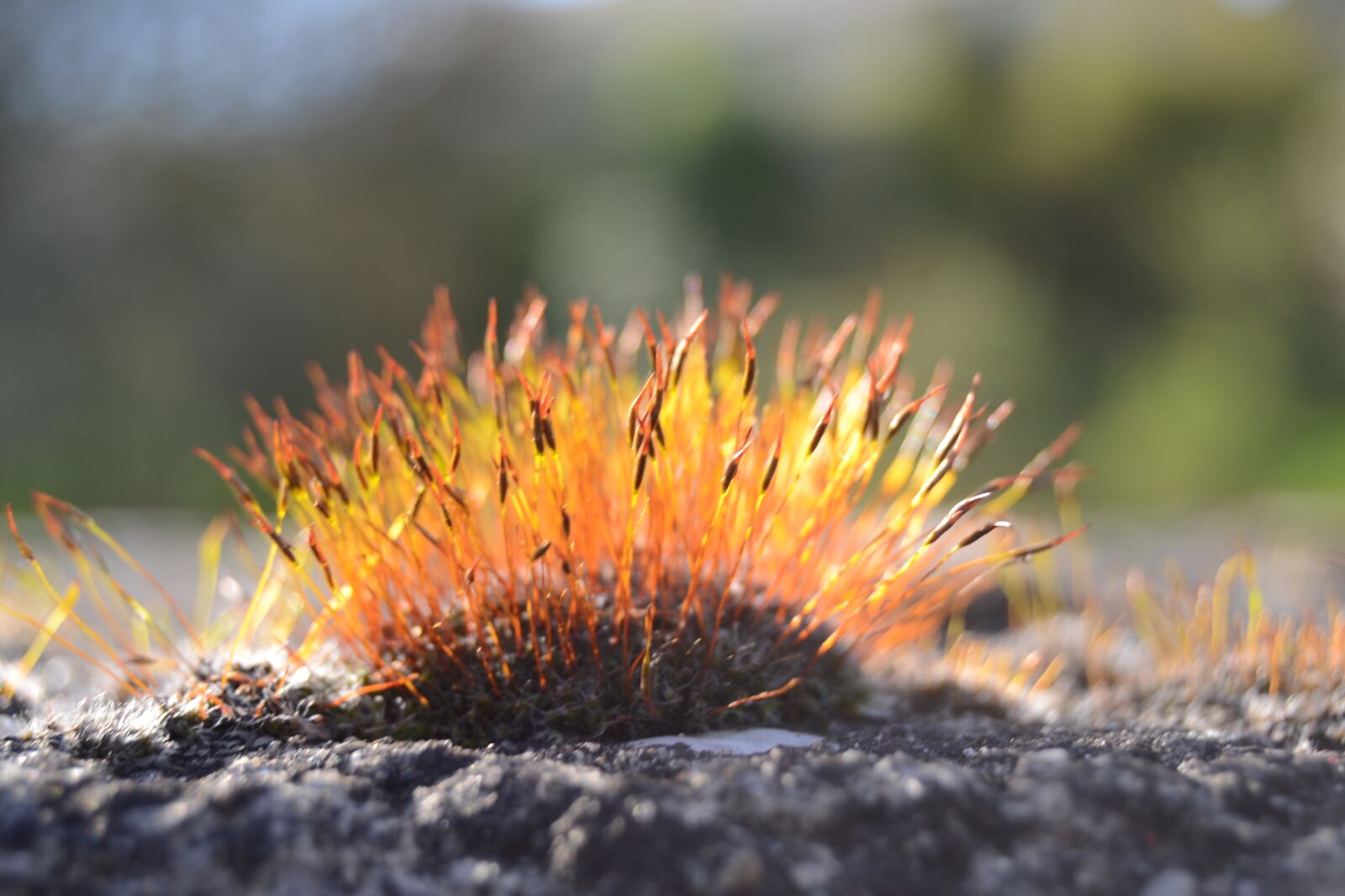 Nikon D3100 sample photo. Moos, natur, wald photography