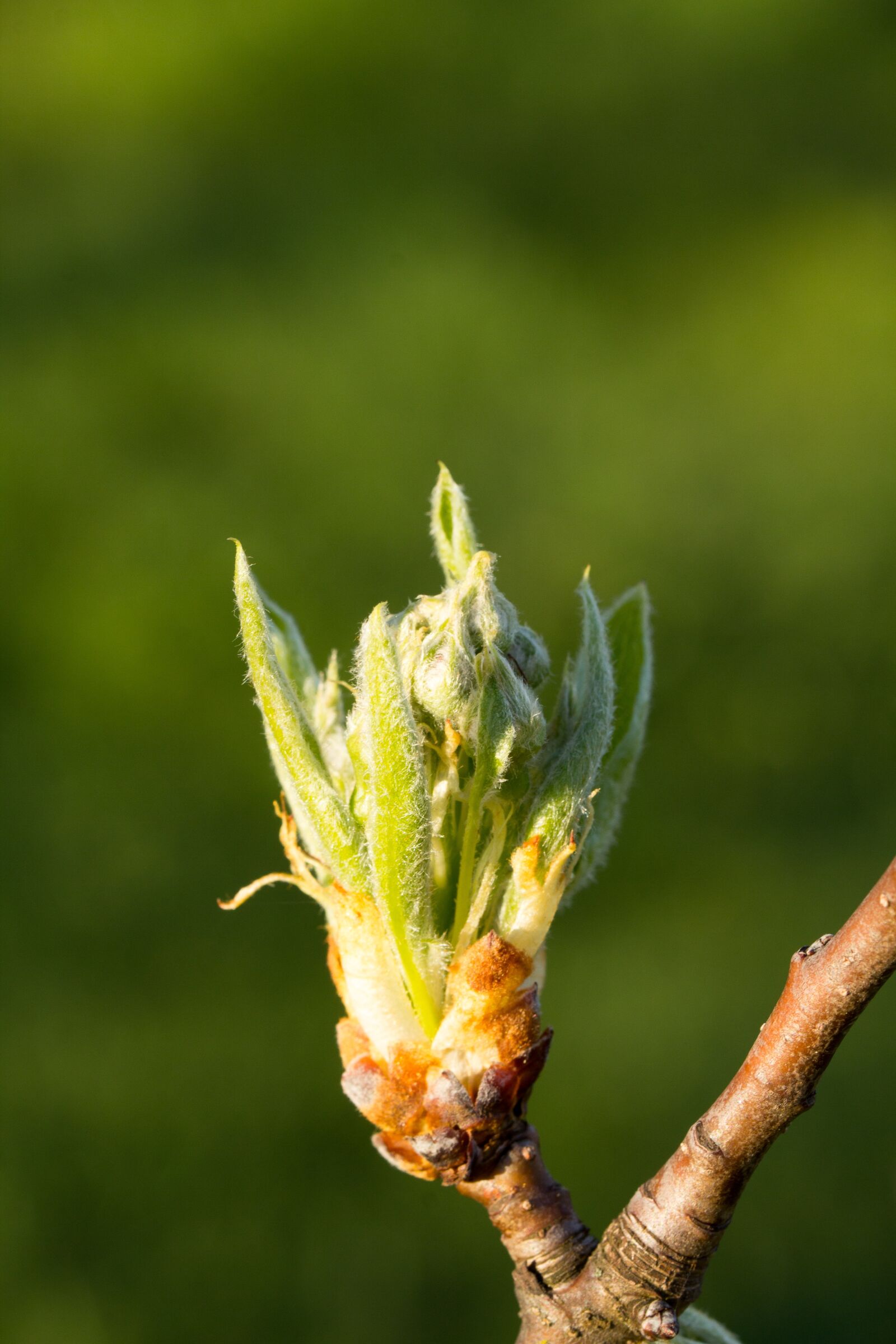 Canon EOS 60D sample photo. Nature, plant, leaf photography