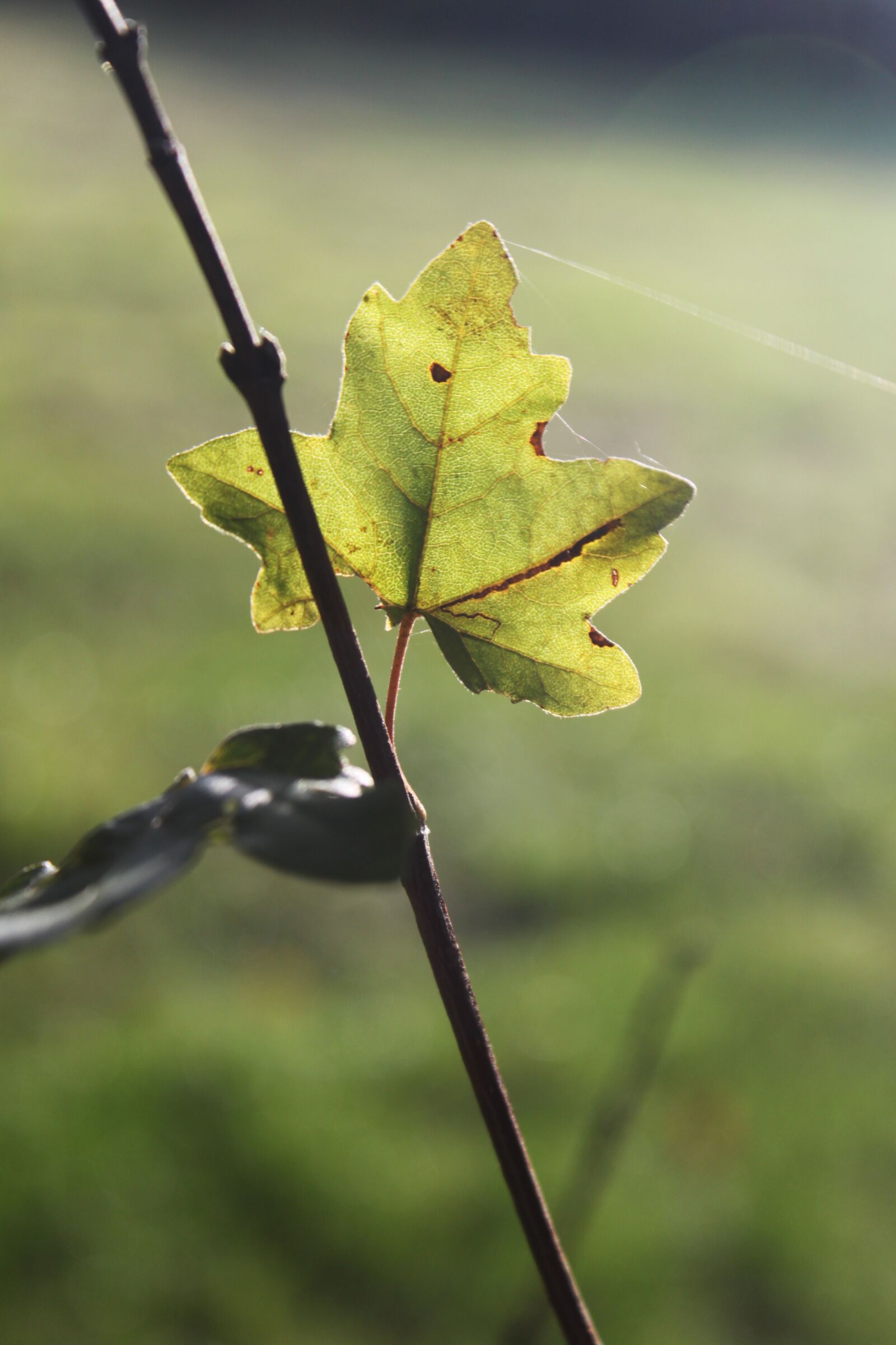 Canon EOS 500D (EOS Rebel T1i / EOS Kiss X3) sample photo. Green, leaves, nature photography