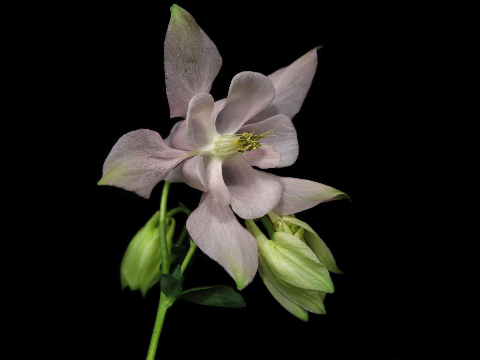Canon PowerShot G15 sample photo. Columbine, white, plant photography