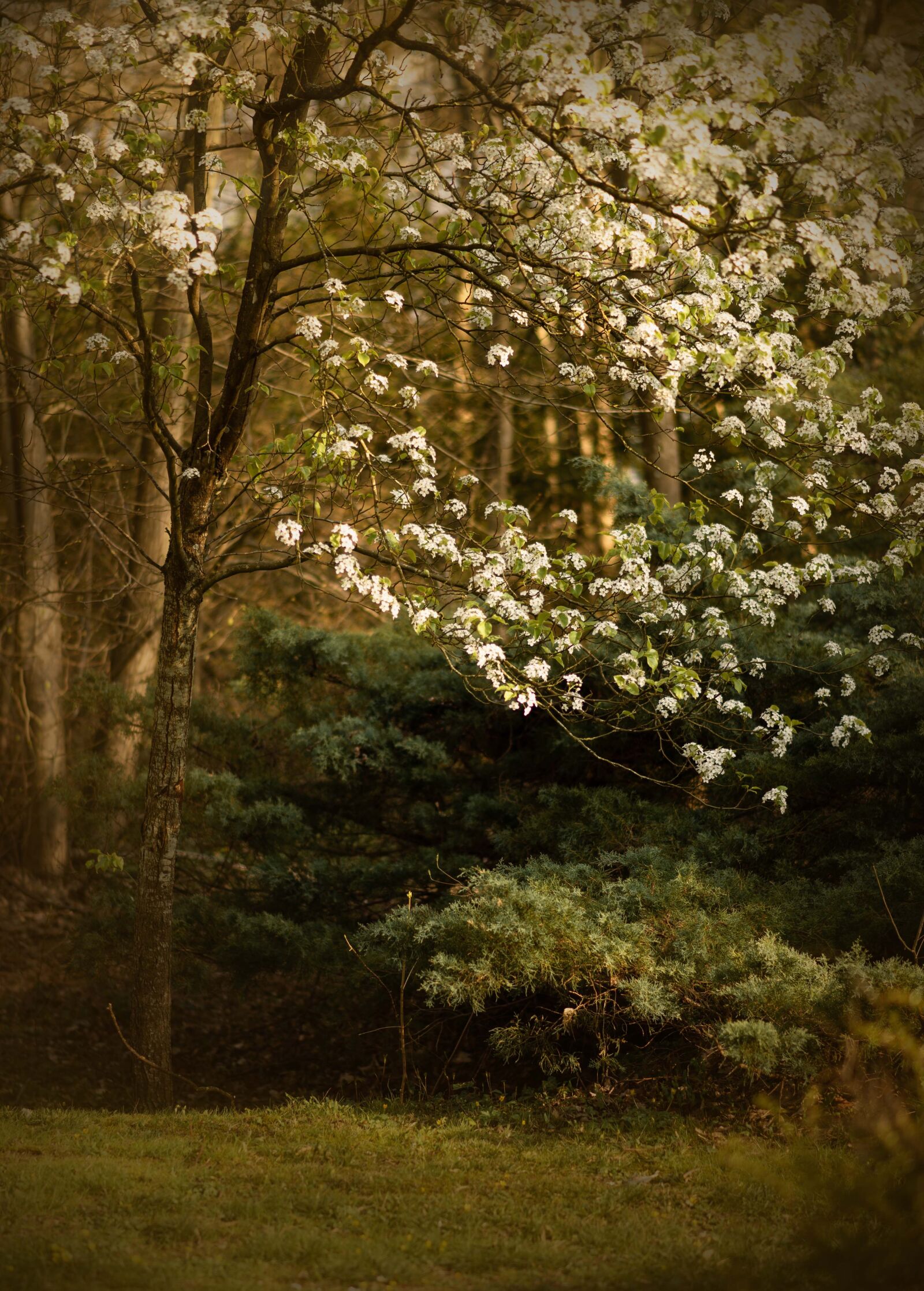 Nikon D610 sample photo. Spring, easter, flowers photography