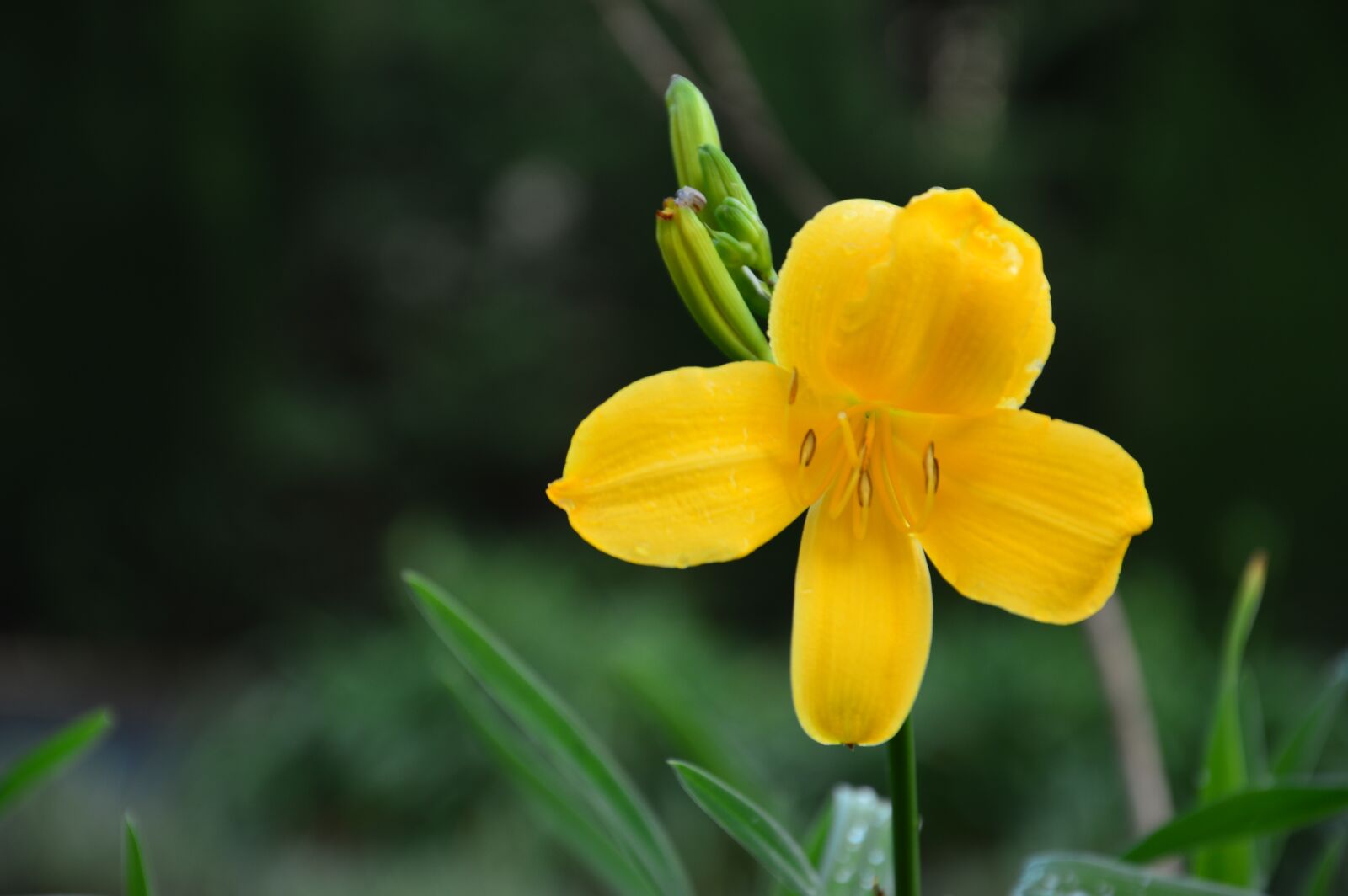 Nikon D3200 sample photo. Lily, yellow lily, yellow photography