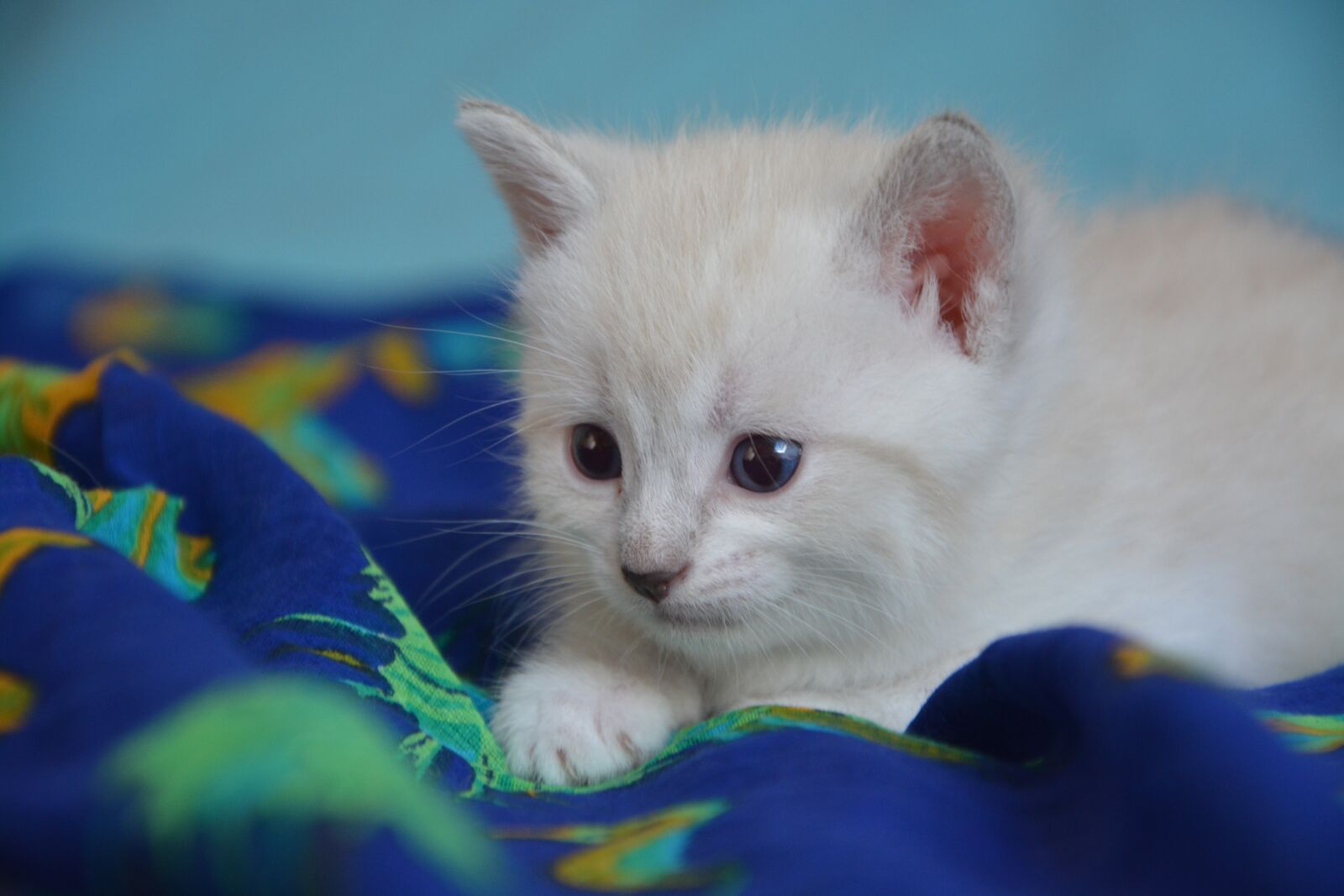 Nikon D5200 sample photo. Kitten cat, petit, feline photography
