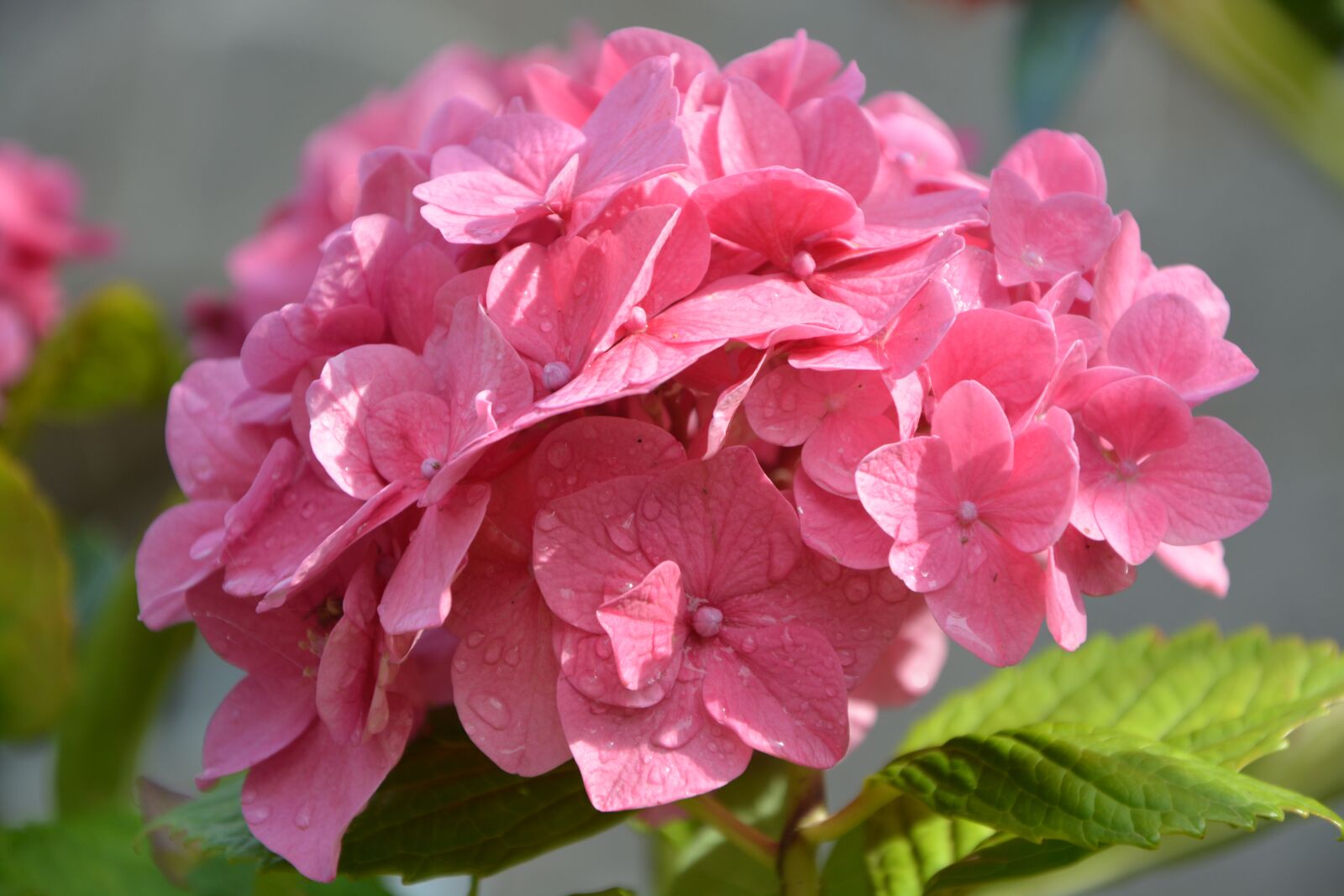 Nikon D5200 sample photo. Flower, flowers, plant photography