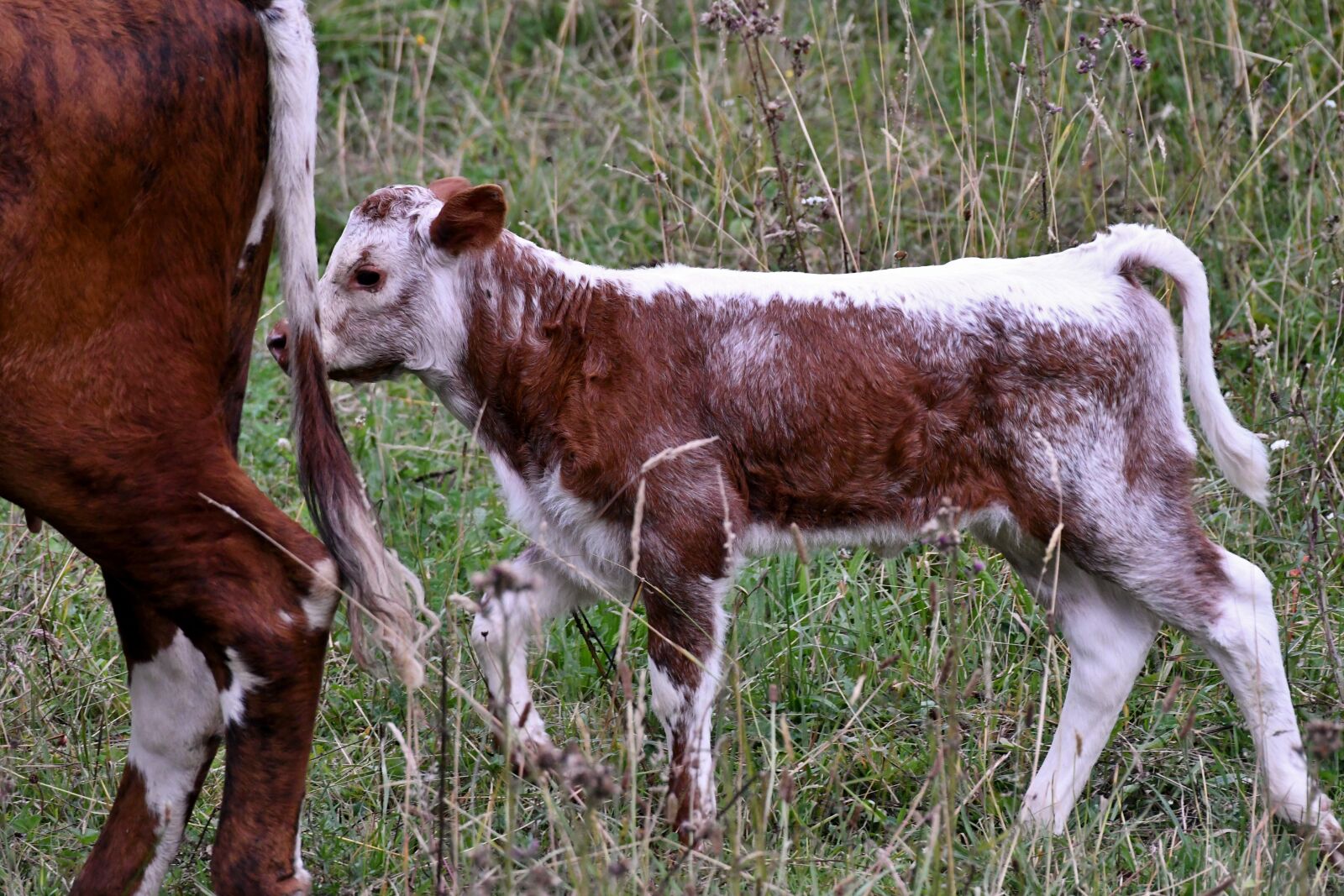 Nikon D500 sample photo. Calf, witrug, cow photography