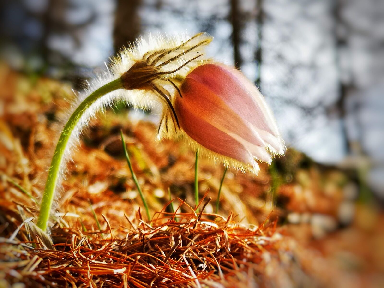 HUAWEI CLT-L09 sample photo. Flower, pulsatilla, spring photography